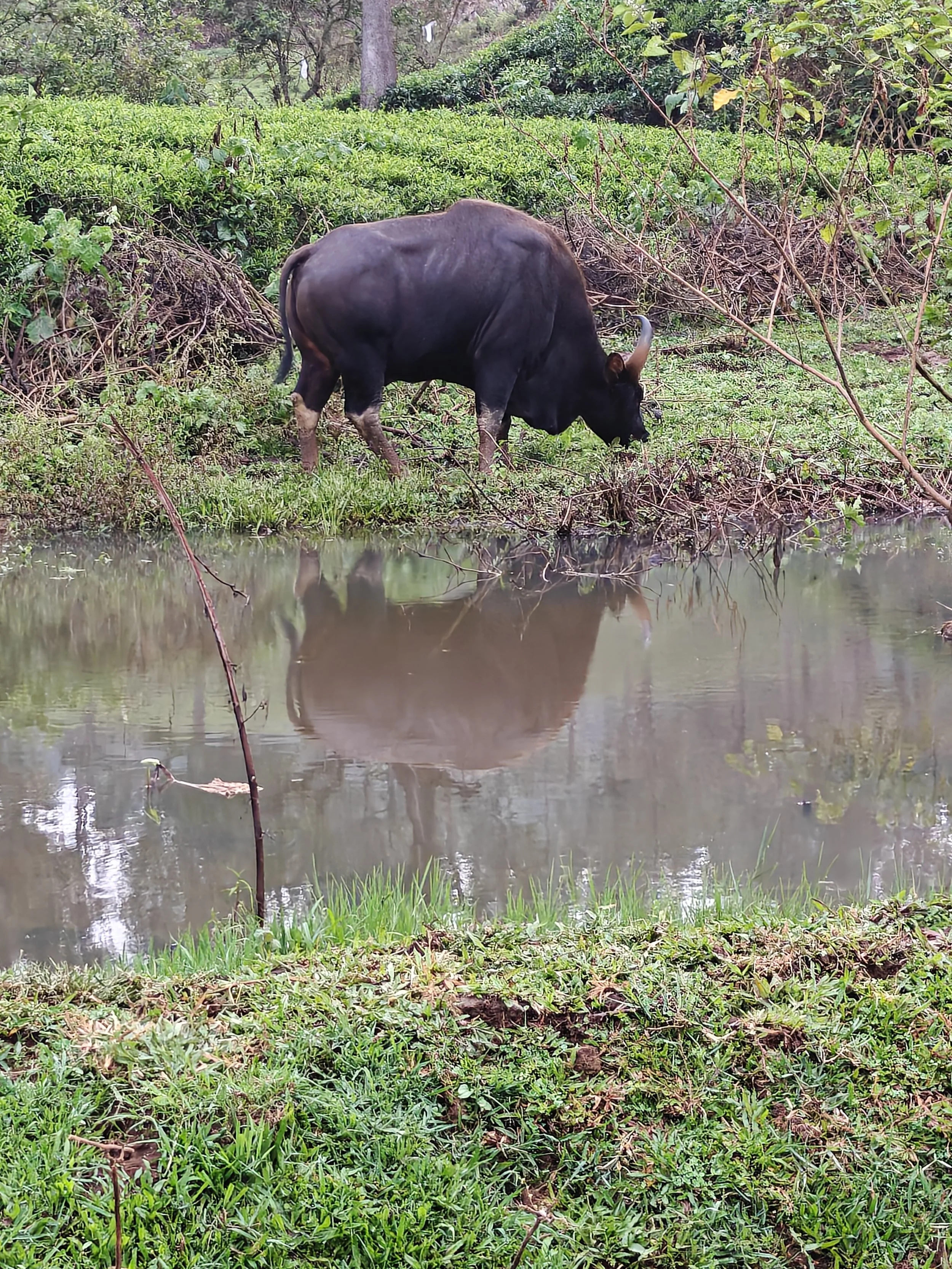 Wild Gaur graasing along the newly developed wetlands 