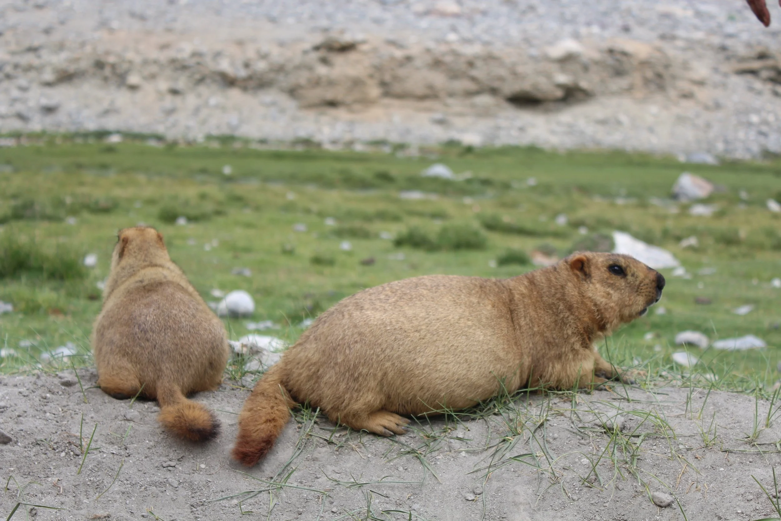 Marmota himalayana