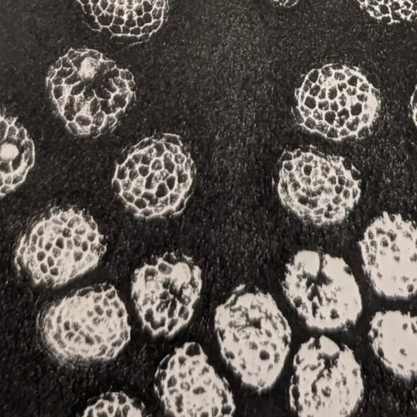 Cell Pop #1