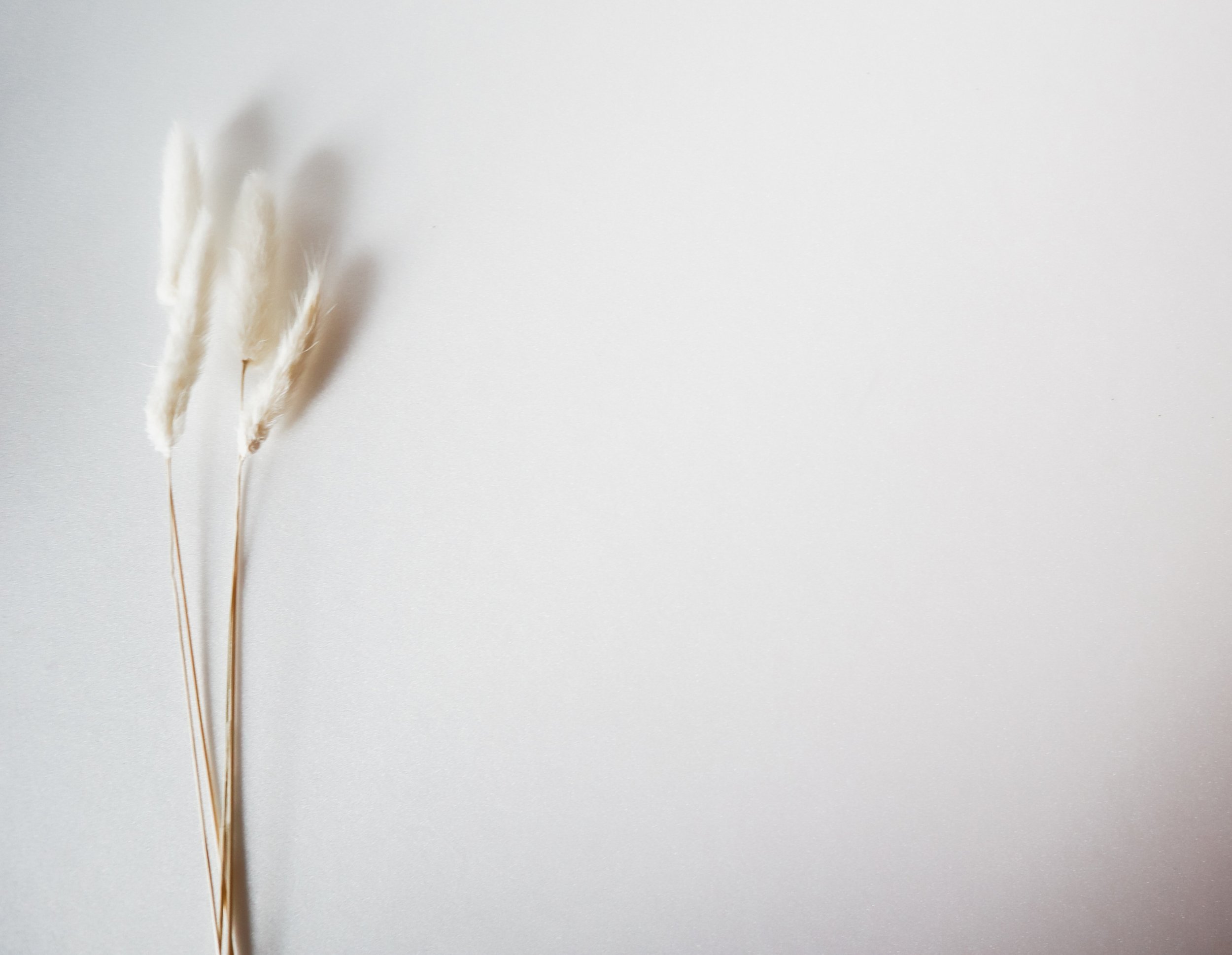 Three white fluffy dried flowers with long, thin stems on a plain white background.