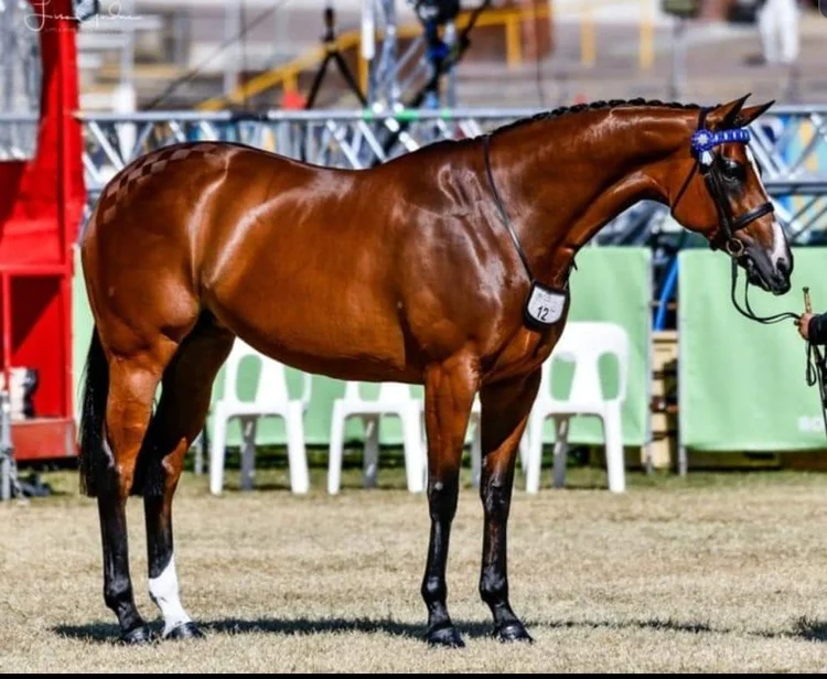 Horse Rsa Horse Registration | Register Your Saddlehorse with ANSA Today | ANSA