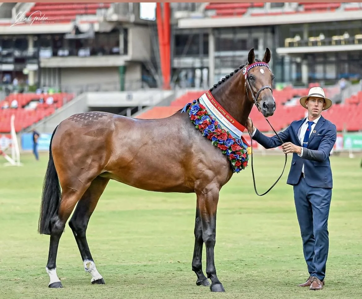 Secret Power, Supreme Led Australian National Saddlehorse at the 2025 Sydney Royal Easter Show