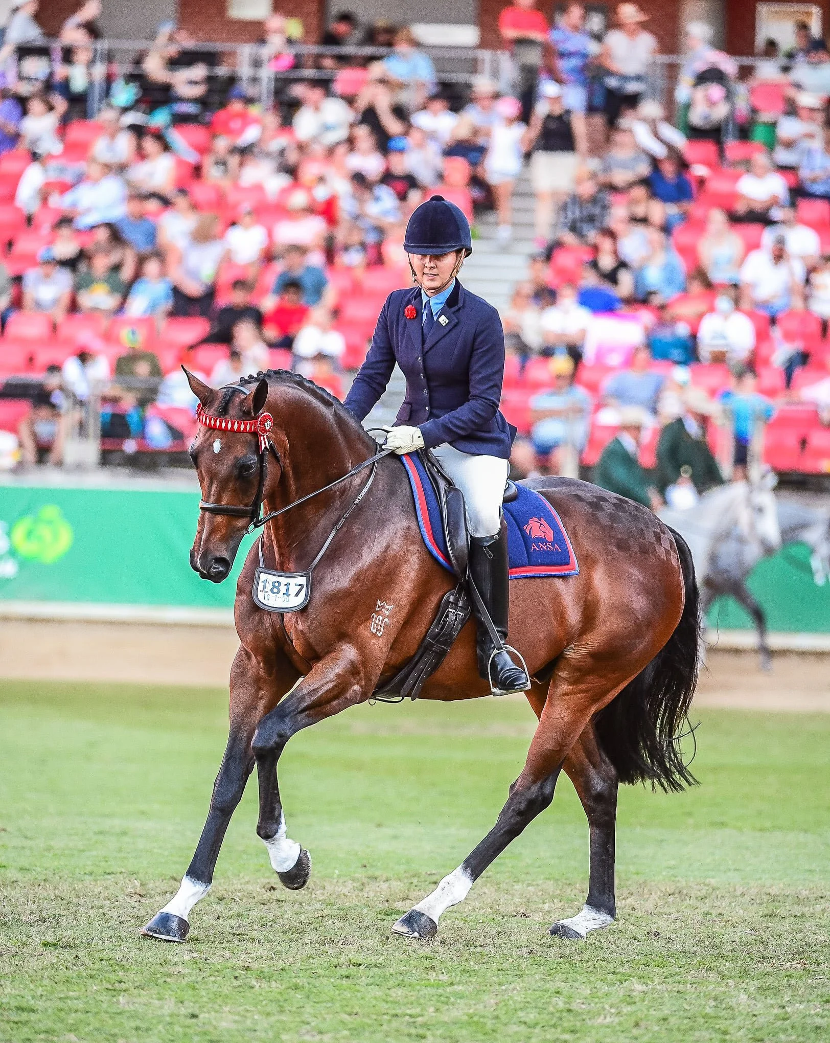 Supreme competing at Sydney Royal Easter Show in the Australian National Saddlehorse Class for Champion Ridden ANSA.