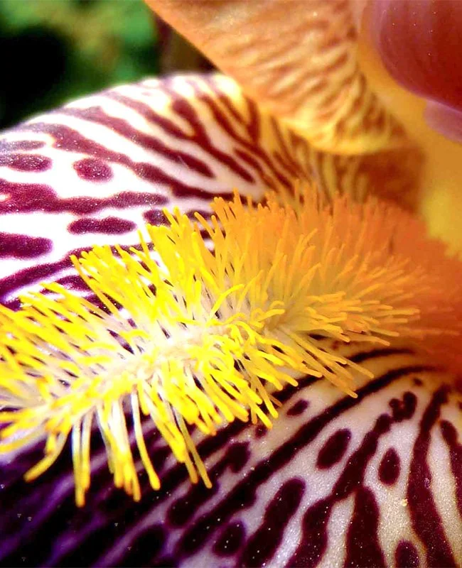 Seminar Venus – Blüte, Nahaufnahme