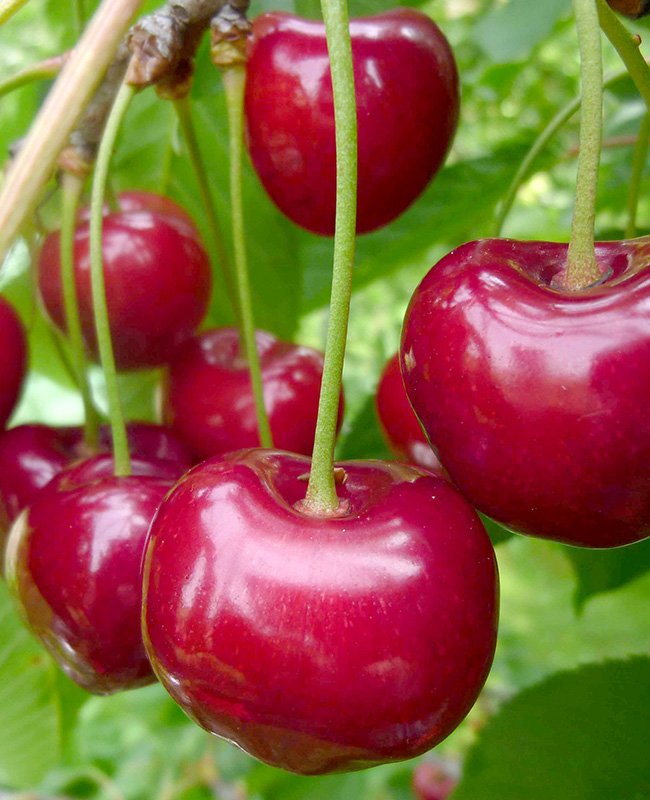 Seminar Unverschämt glücklich – Bild Kirschen