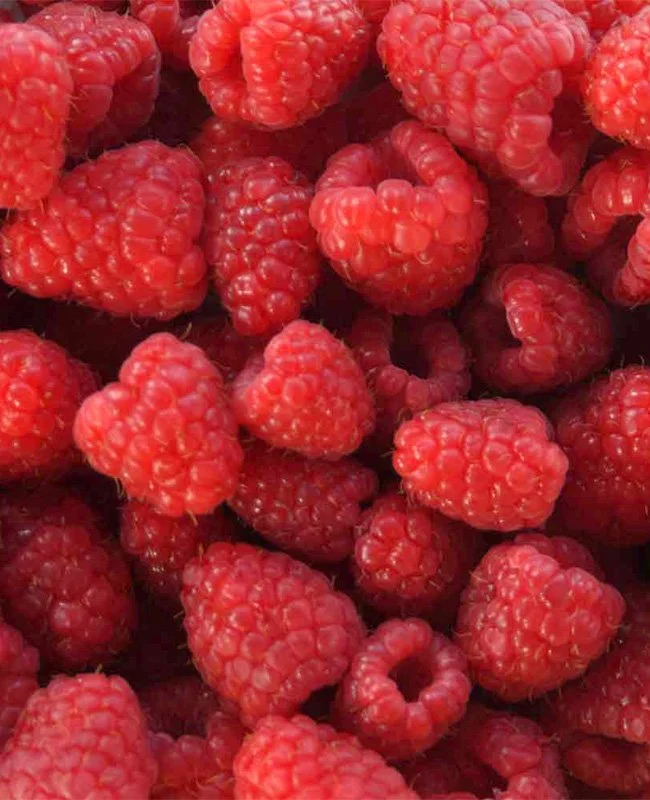 Seminar Liebeslust – Bild vollreifer Himbeeren