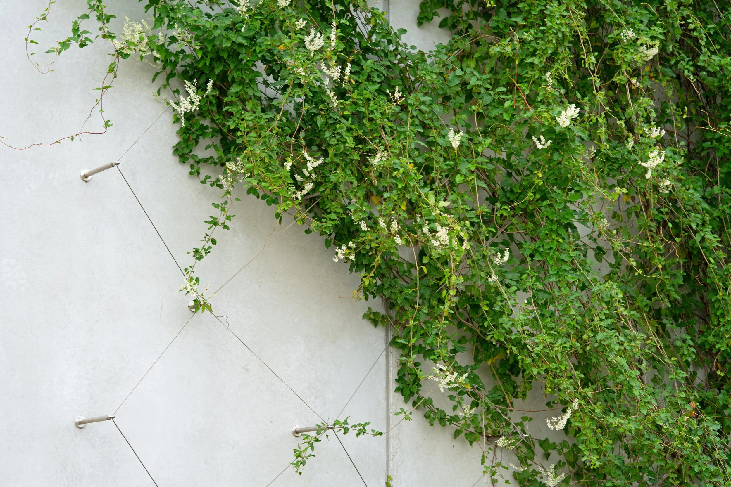 002sony bergknapp klatreplanter sept 2020_DSC7021-OK-SAI-stabilize.jpg