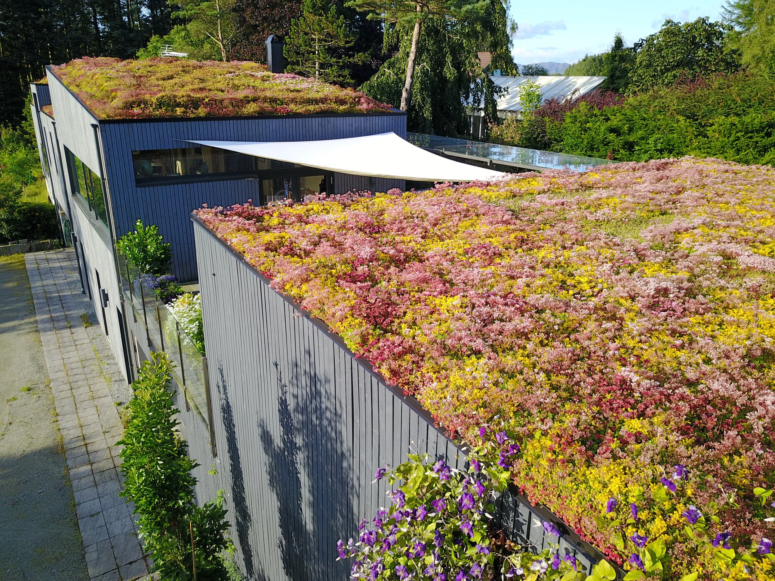 sedum DJI_0106 (1).JPG