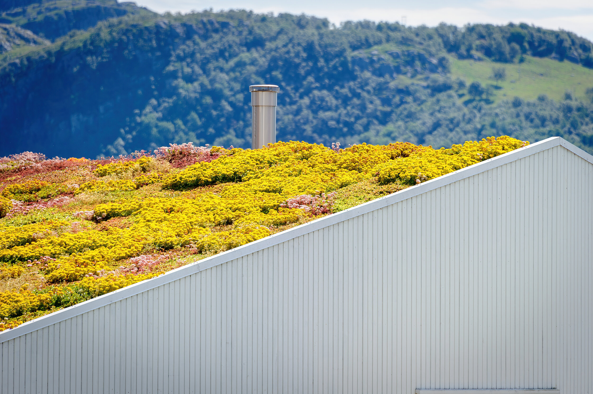 bergknapp - sedum - best 230717120512-KMD_0344-sharpstab-sharpen.jpg