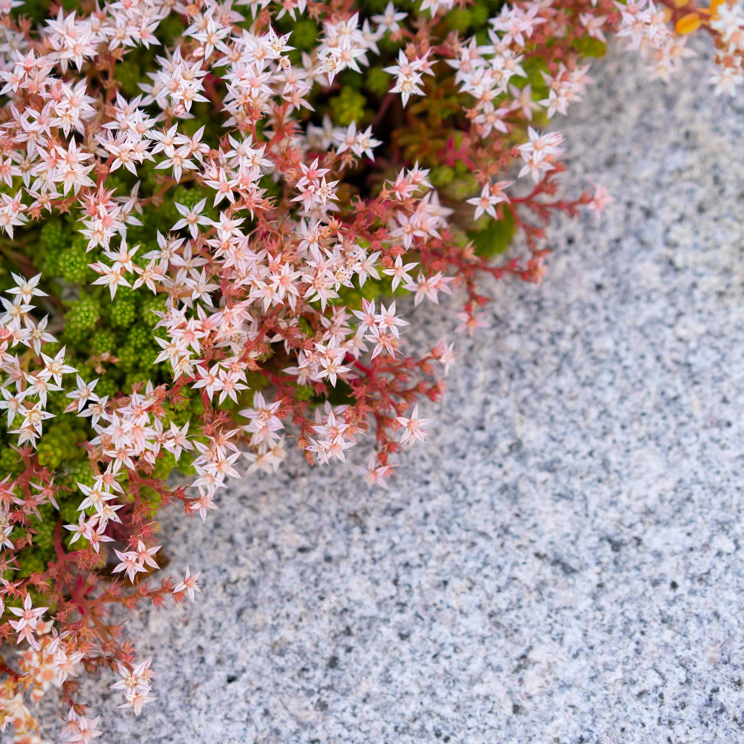 sedum bakken 0003.jpg
