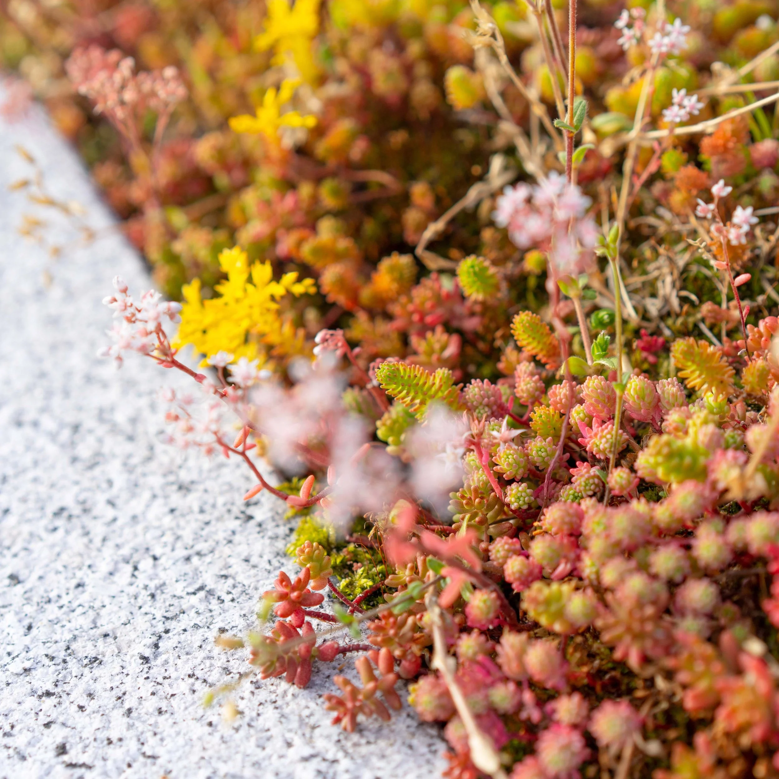 sedum bakken 0005.jpg