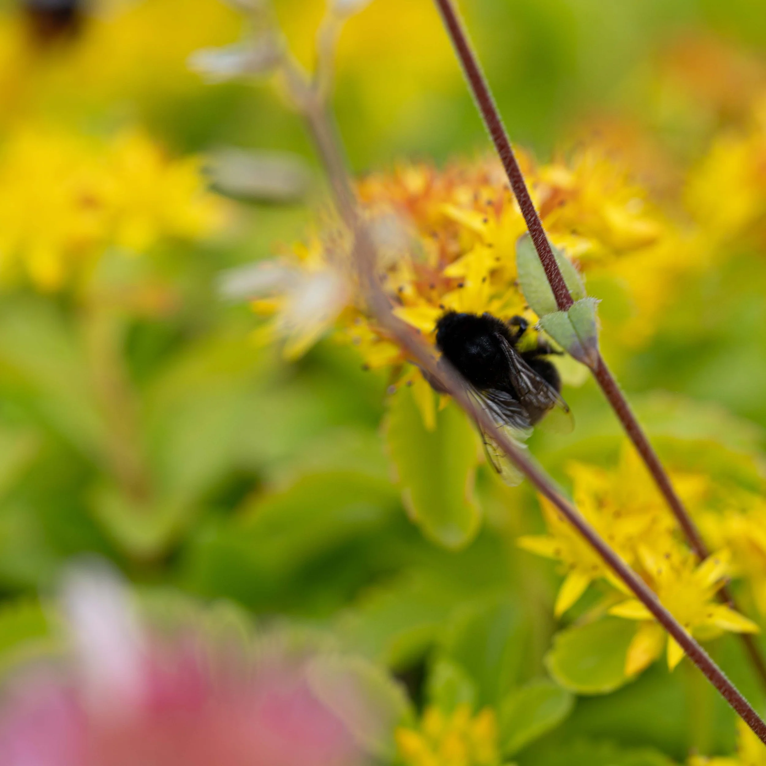 sedum bakken 0006.jpg