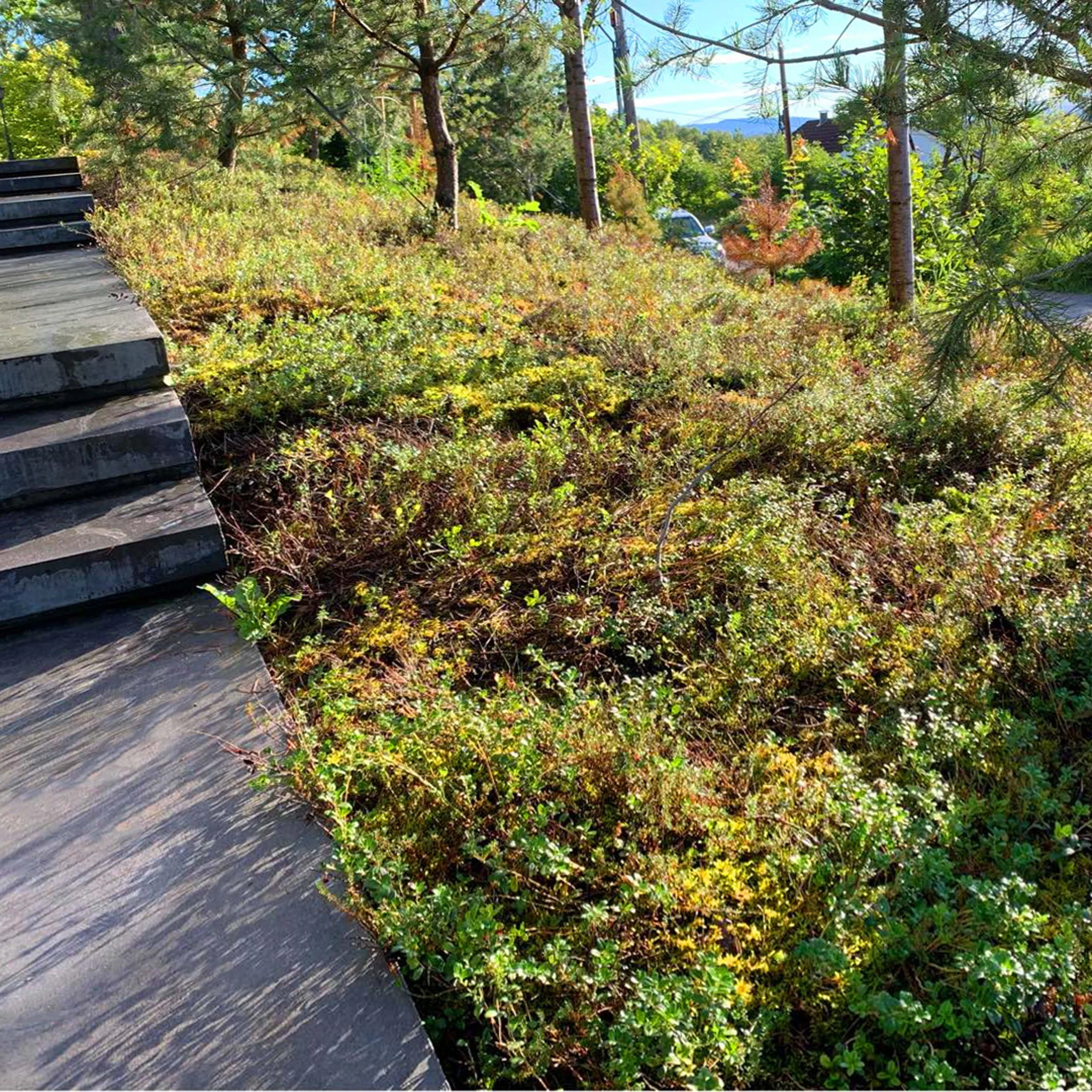 Skogsmatta  0001.jpg