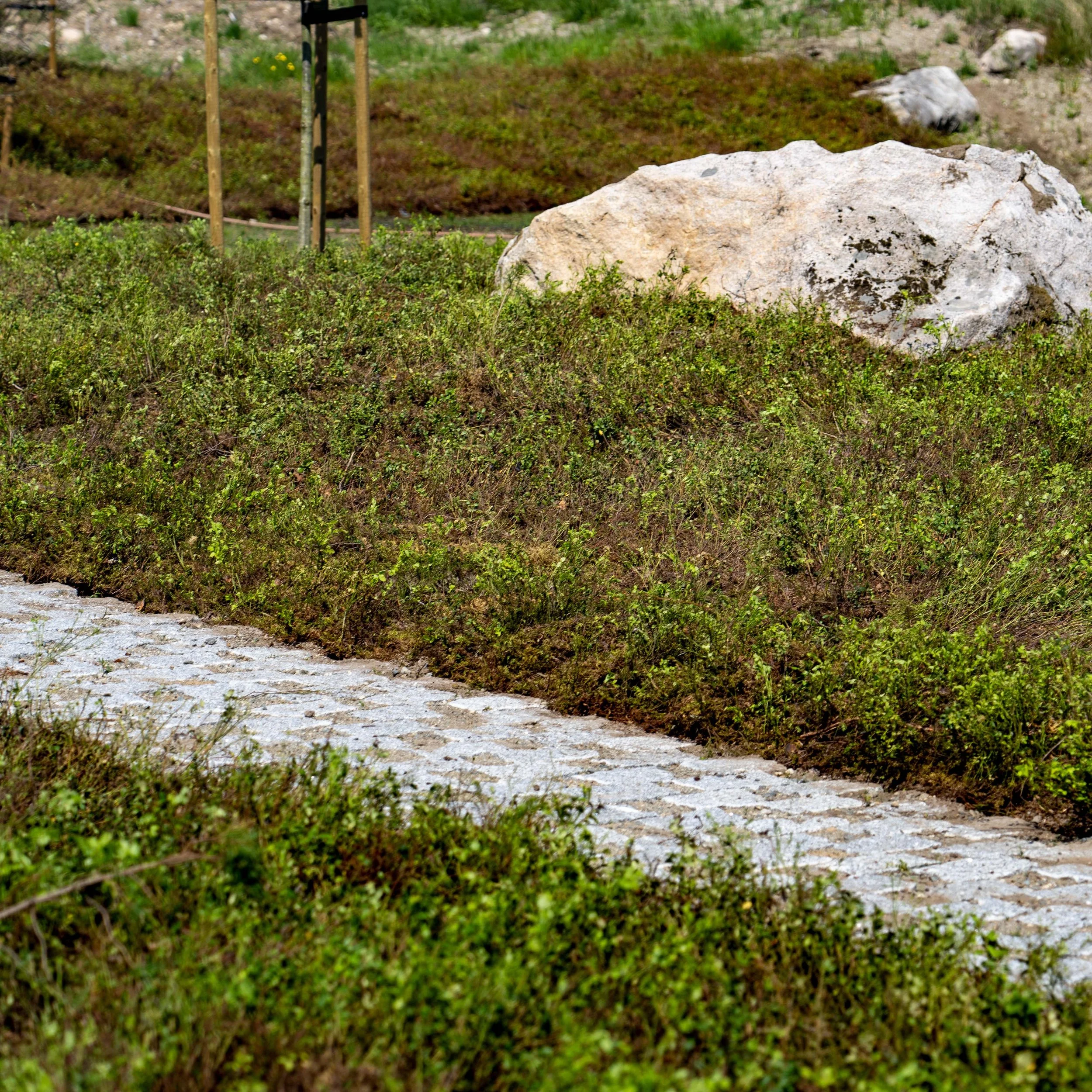 Skogsmatta  0011.jpg