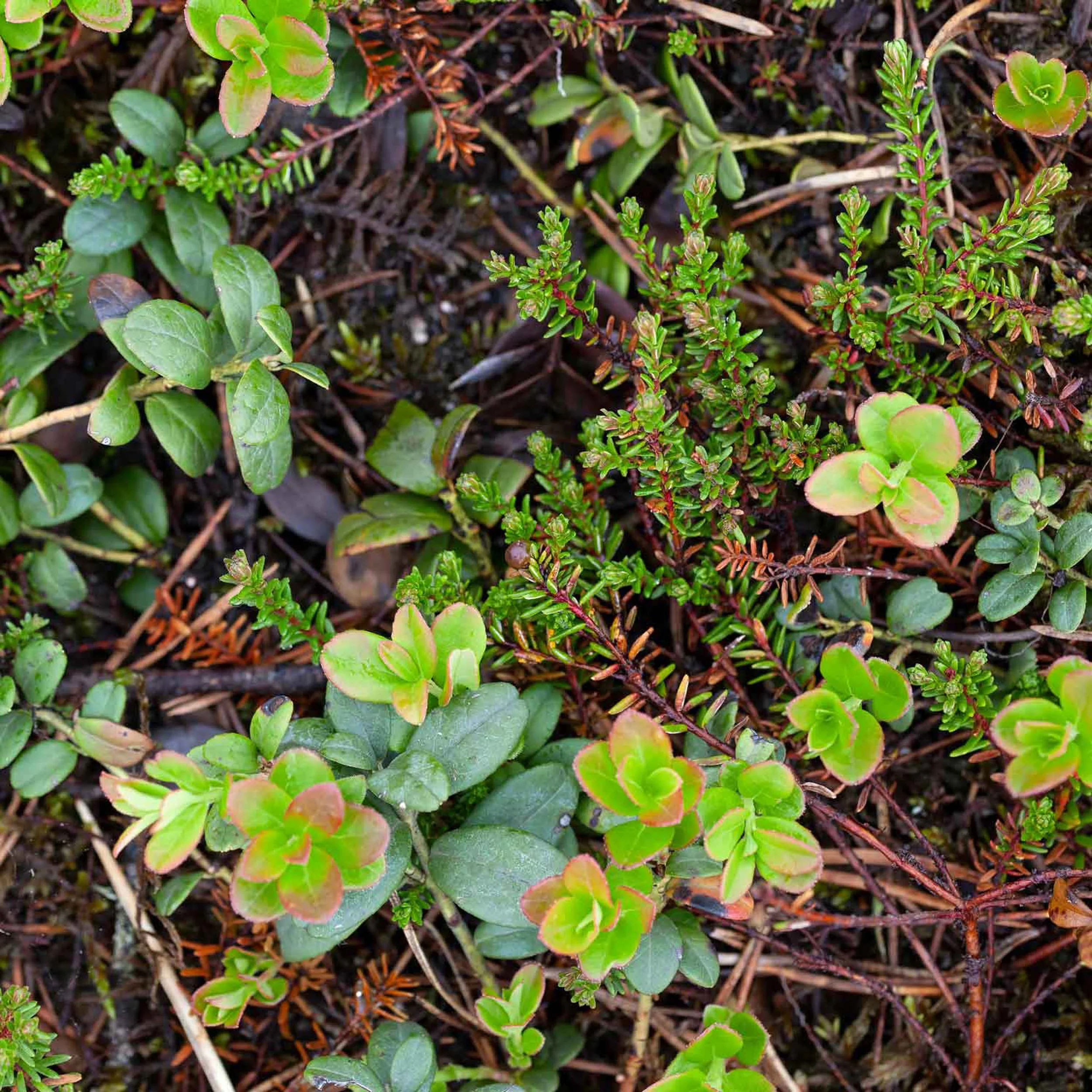 Skogsmatta  0014.jpg