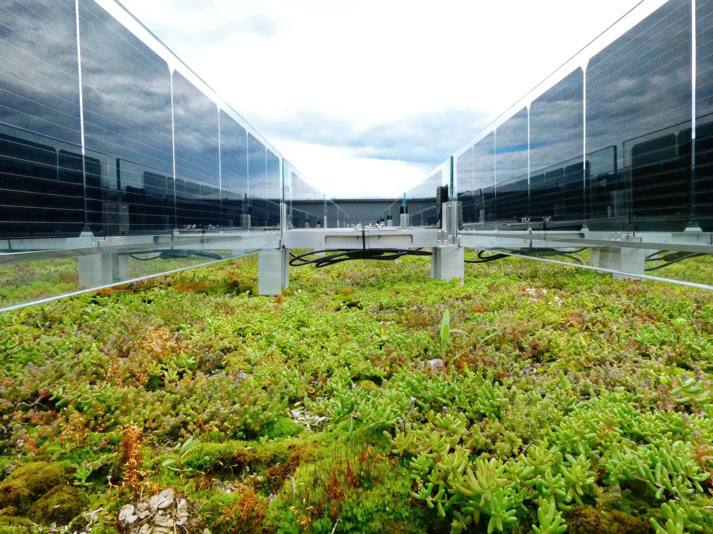 Green roof and vertical solar-gigapixel-standard v2-2x.jpg