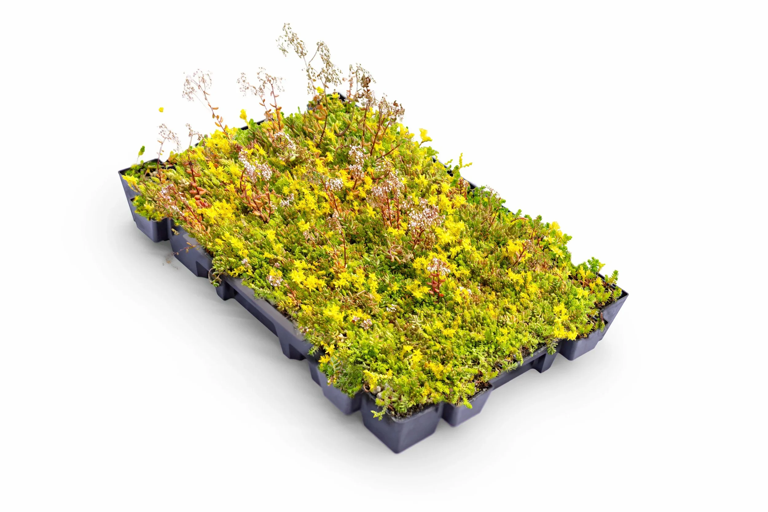 Kräkväxt i en svart plastlåda mot vit bakgrund