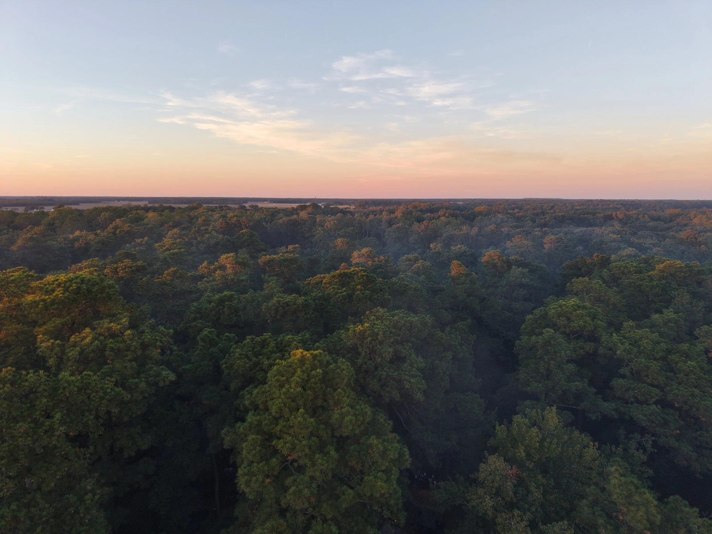 Aerial view of a dense forest during sunset with trees and a sunset sky.