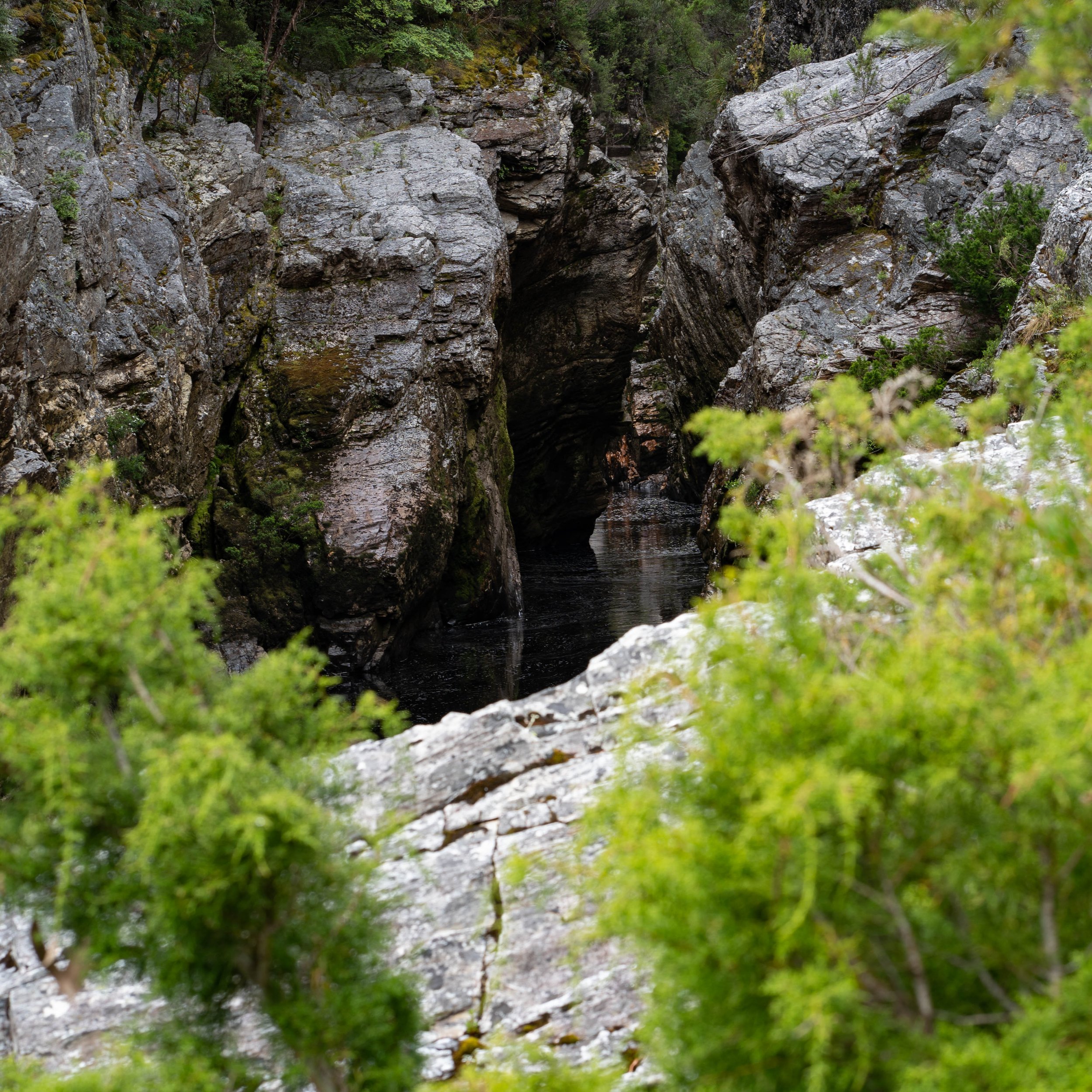16 Irenabyss through Huon Pine.jpg