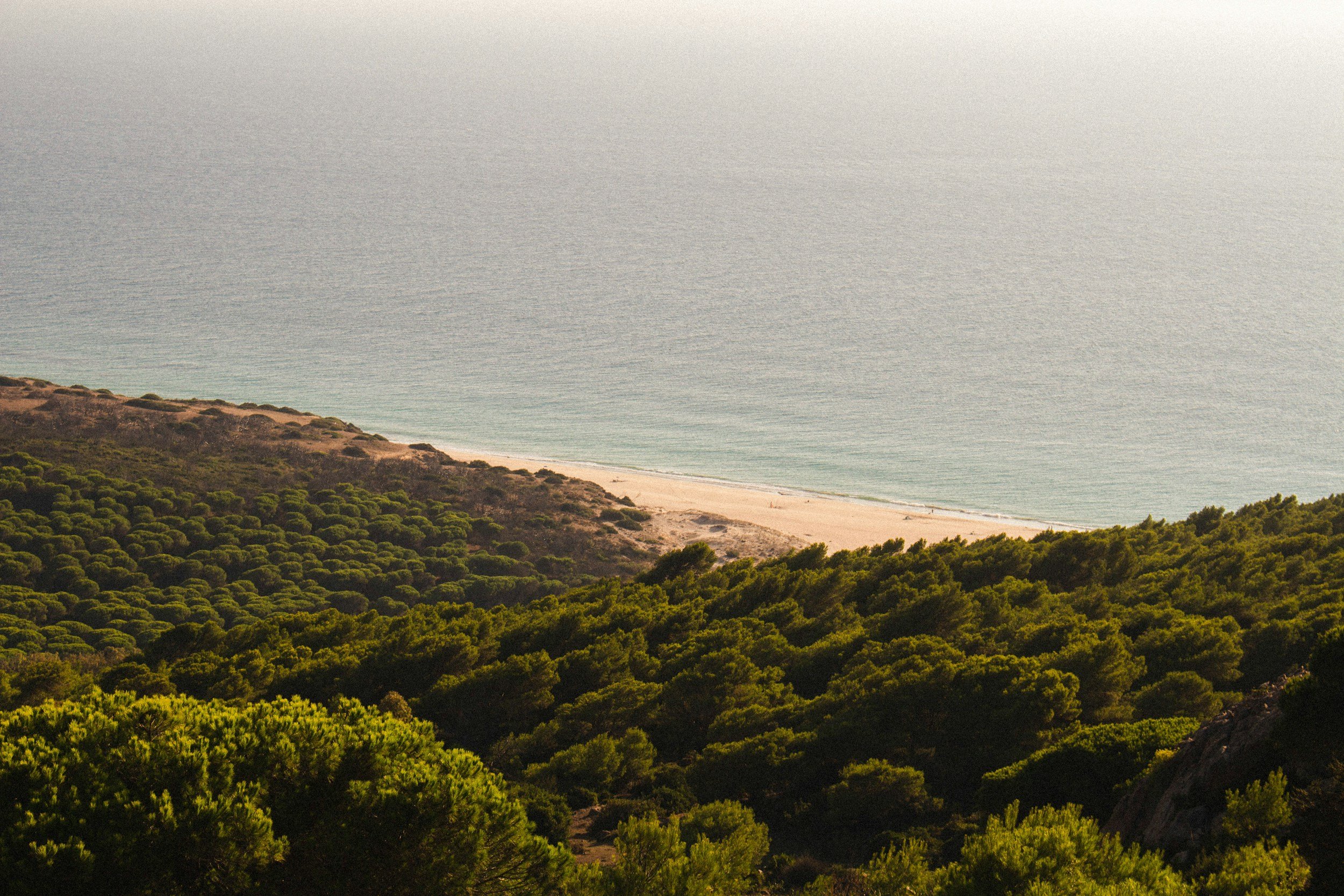 A scenic coastal view with green shrubbery in the foreground leading to a sandy beach and a calm ocean in the background.