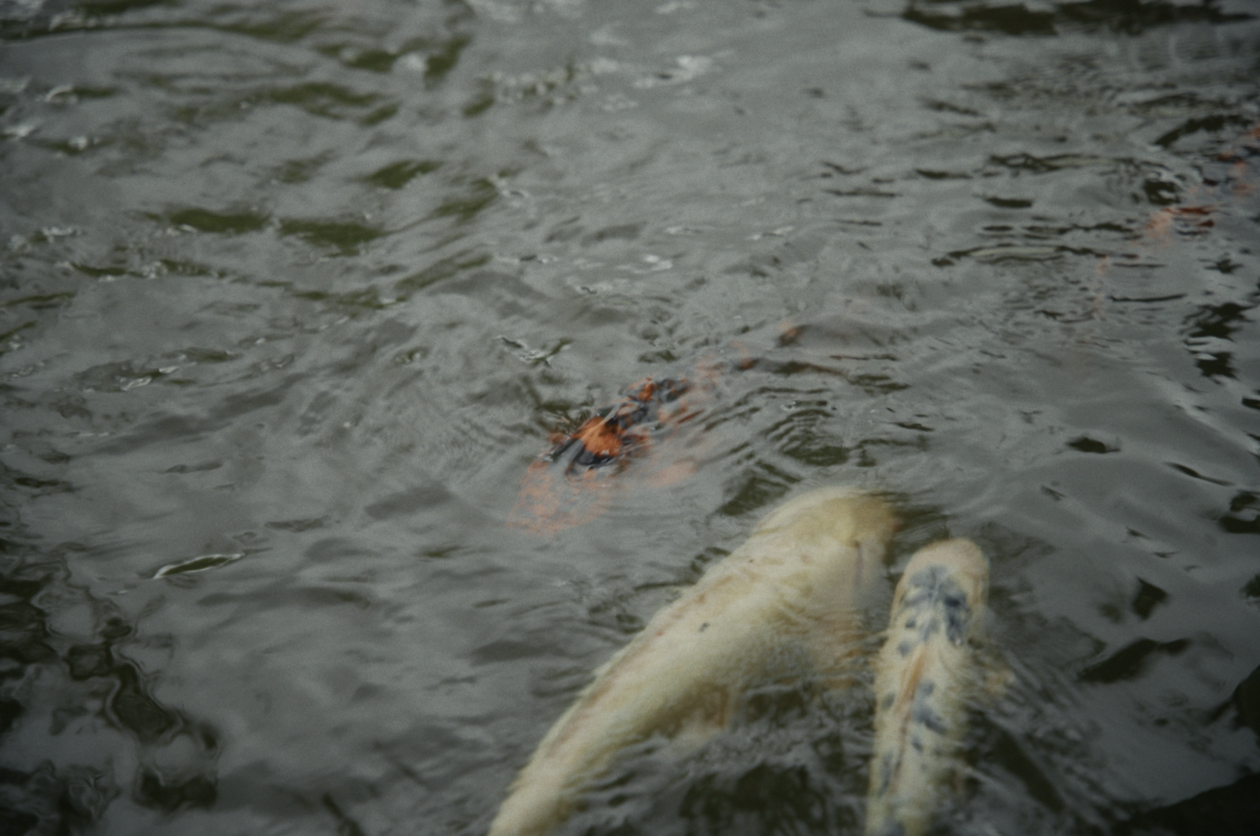 Screenshot 2025-01-13 at 9.44.37 am.png