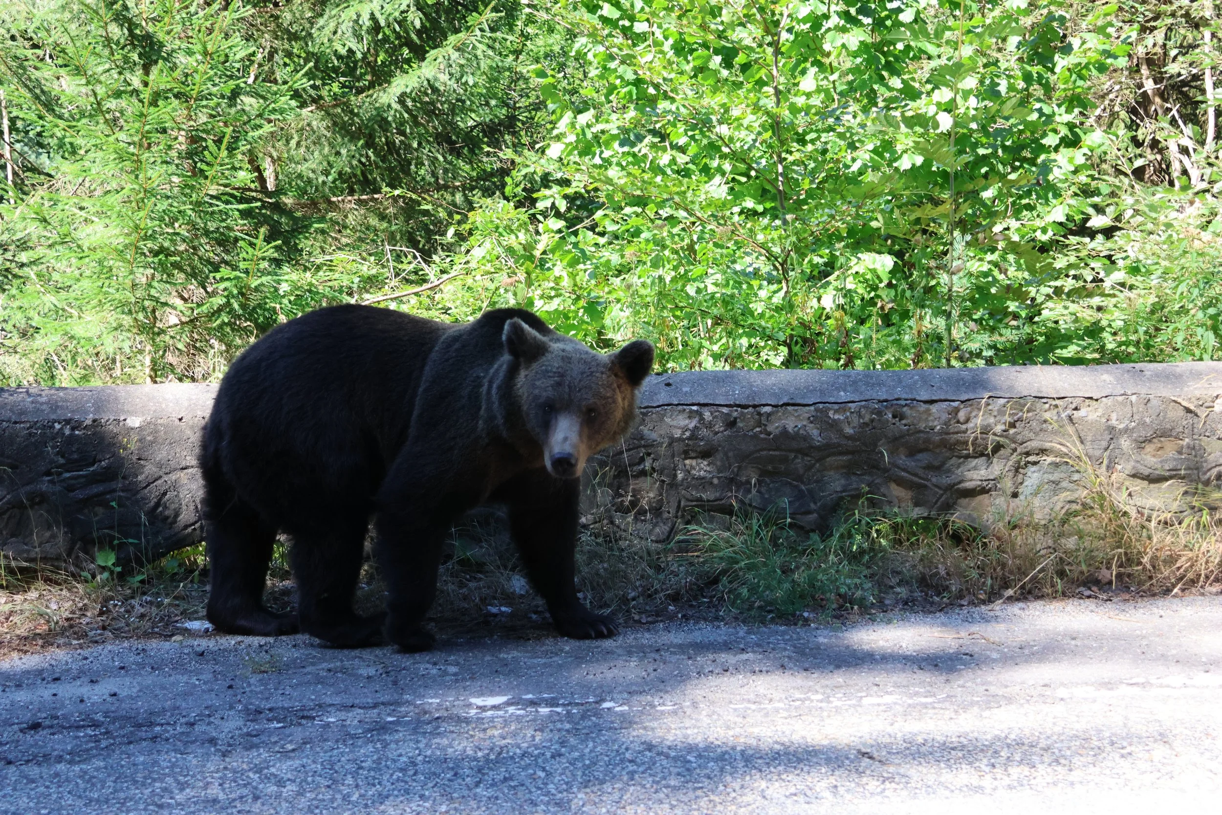 Bär an der Transfagarasan