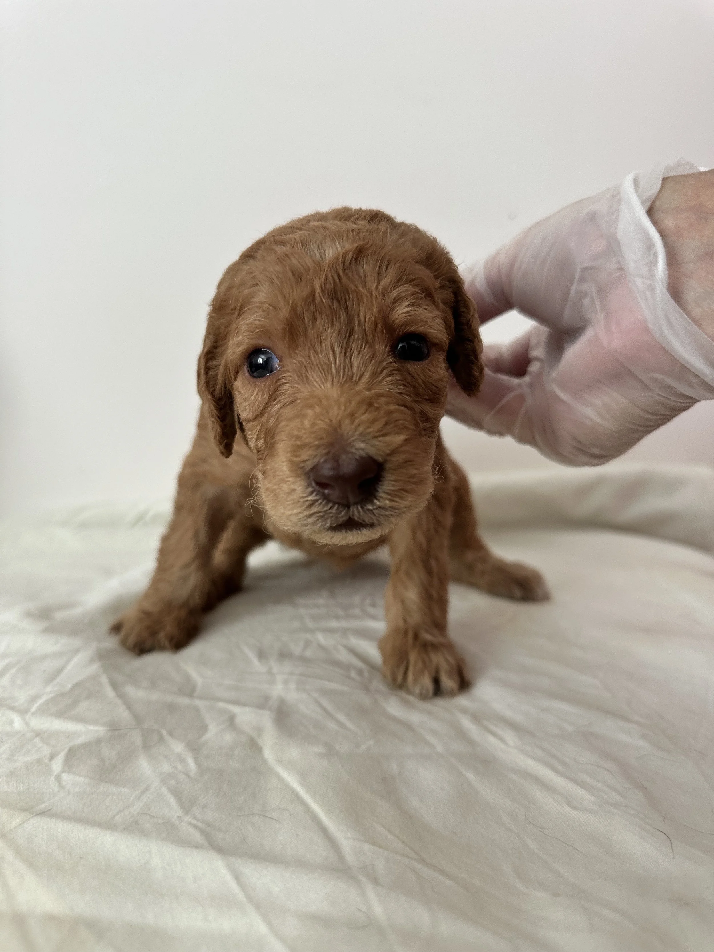 Hot Pink Collar - Female Labradoodle (Waffles)