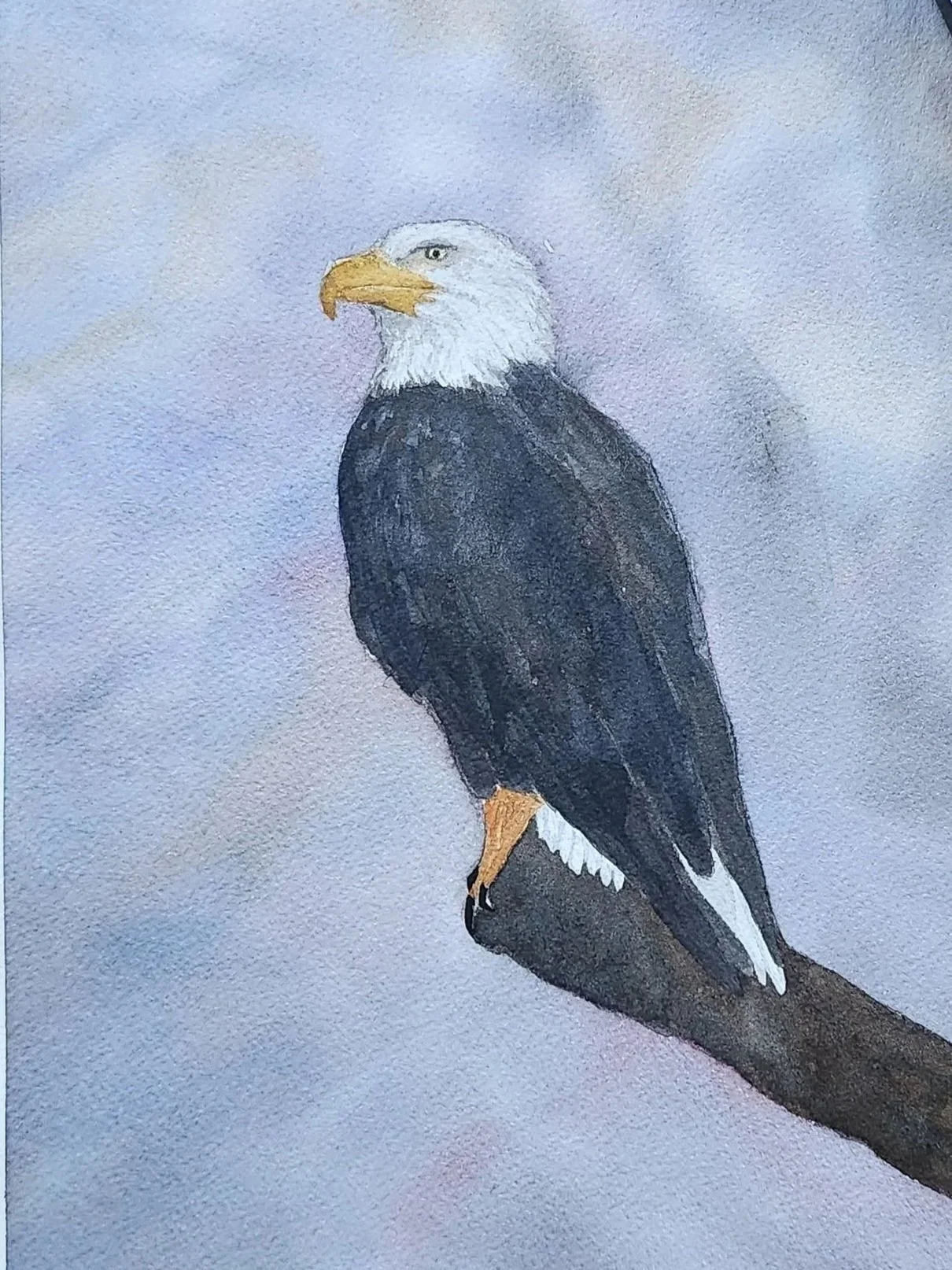 White-Headed Eagle original painting