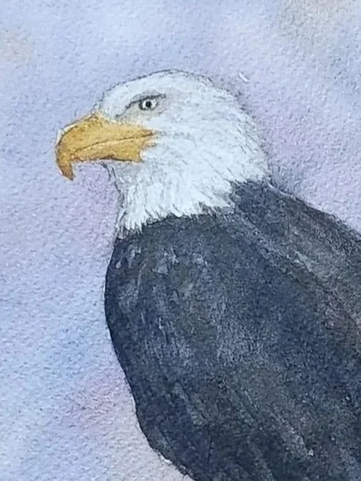 White-Headed Eagle detail