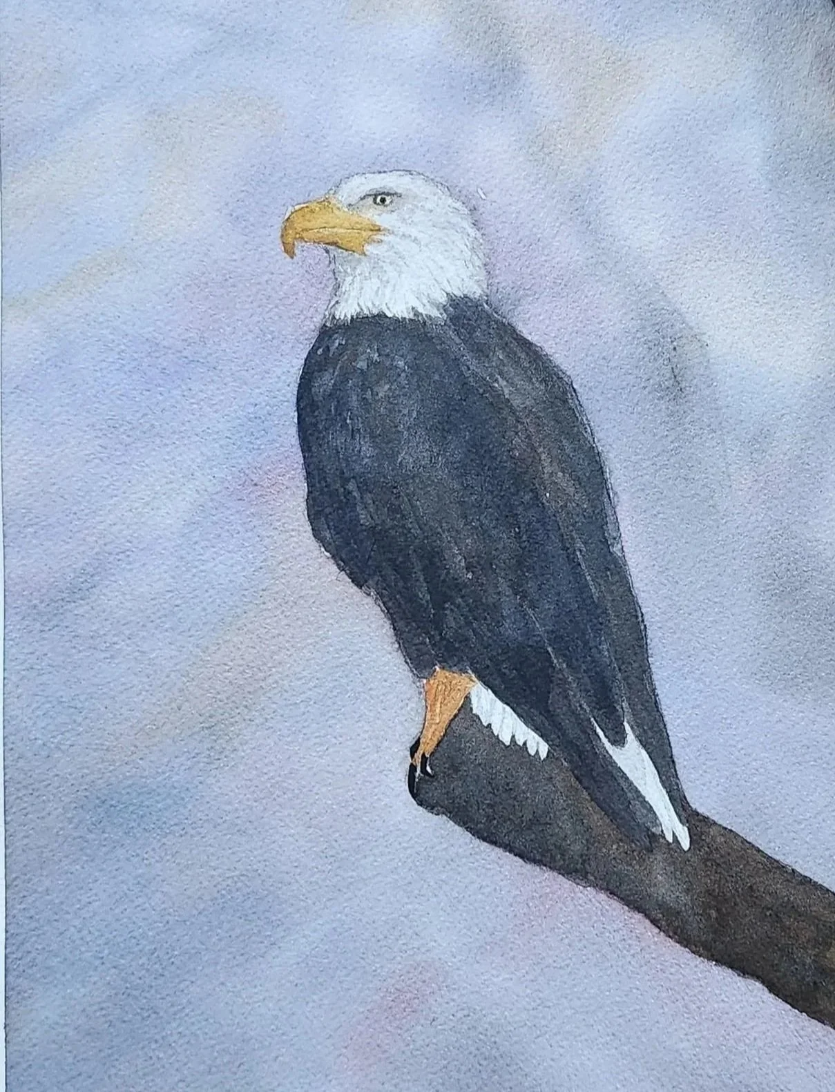 White-Headed Eagle original painting