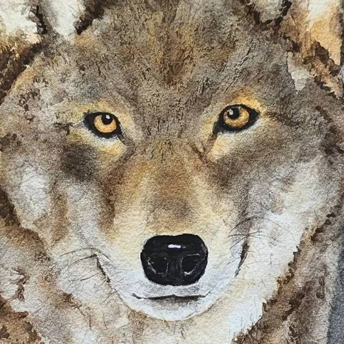Grey Wolf watercolor painting detail