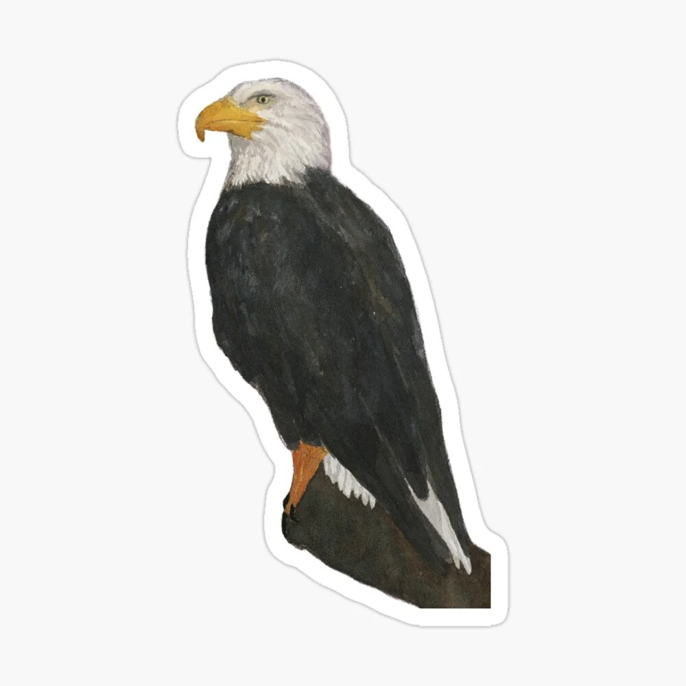 
White-Headed Eagle Sticker