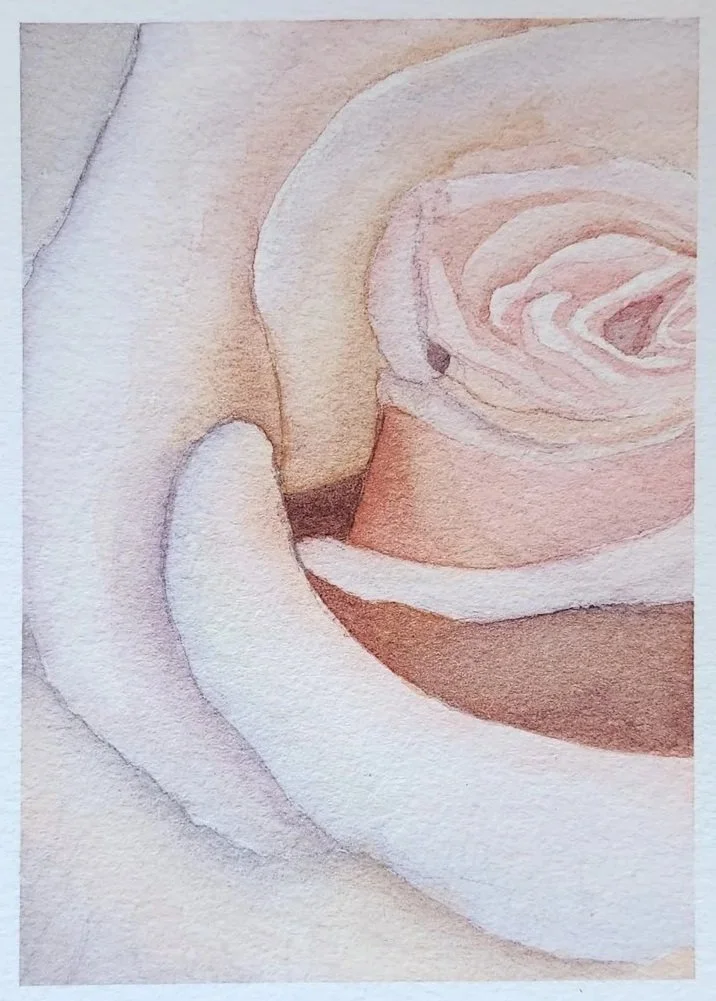 "Pink Rose" original watercolor painting