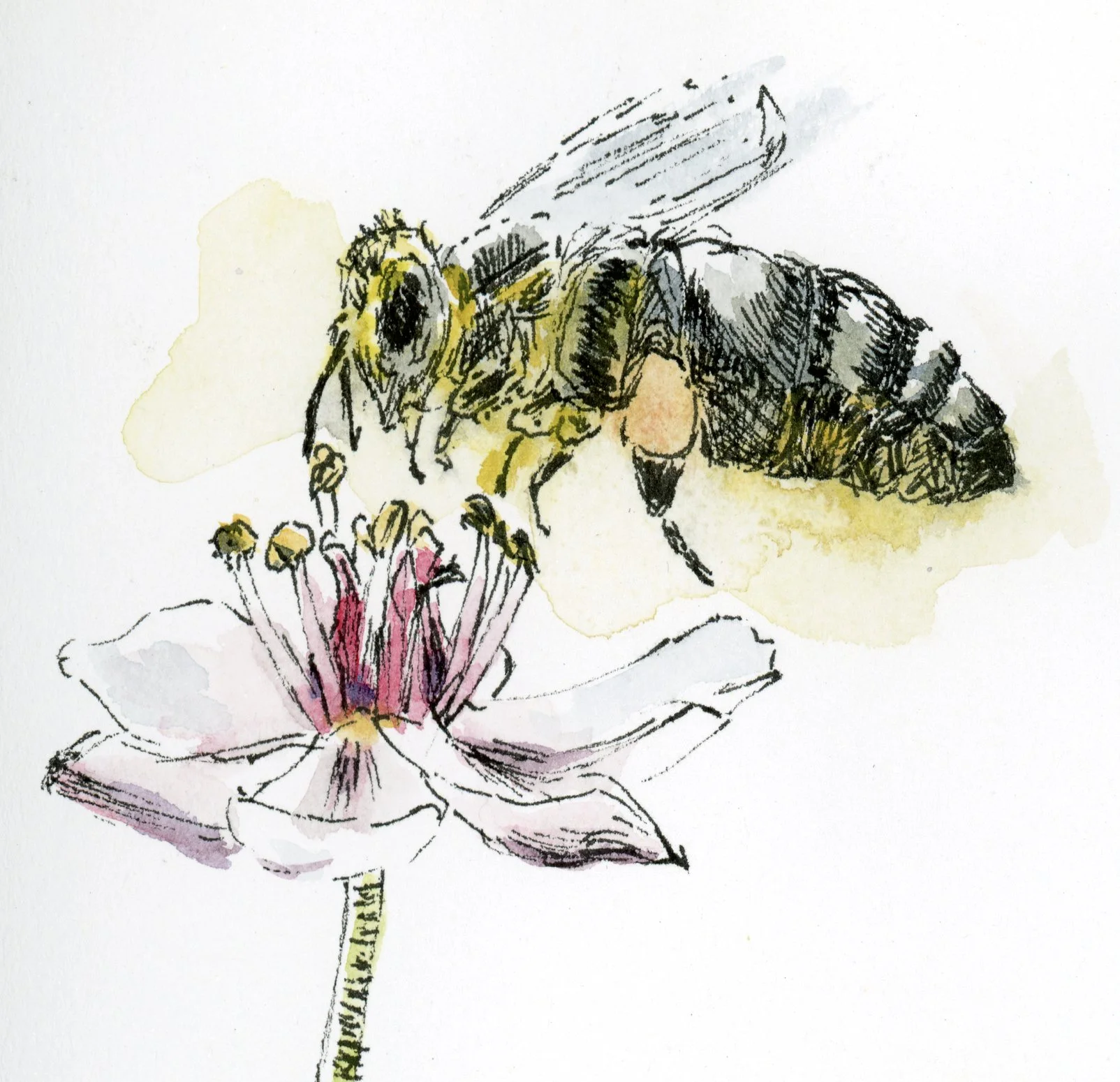 Pink Flower and Bee