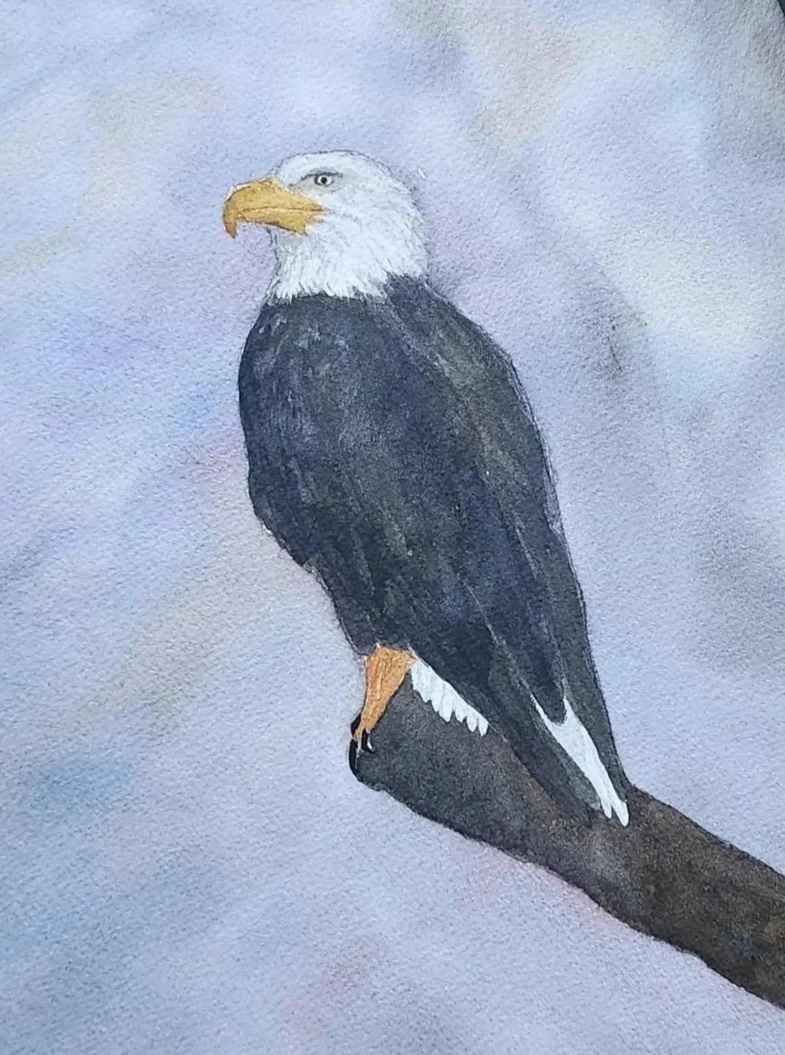 watercolor painting of a white head eagle on a branch