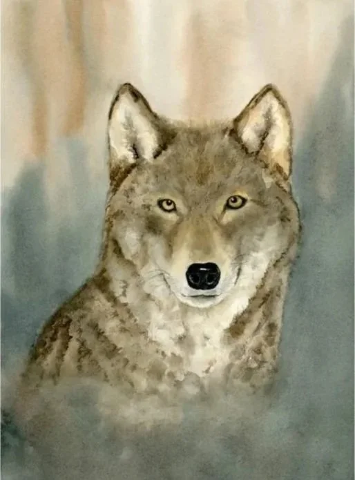 Grey Wolf