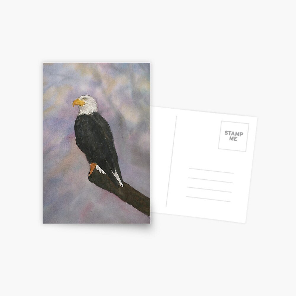 White-Headed Eagle Postcard