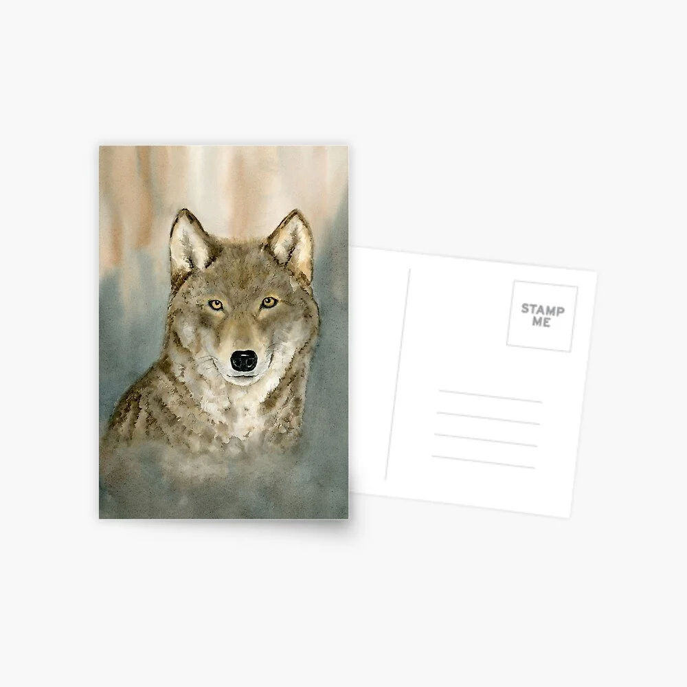Grey Wolf Postcard
