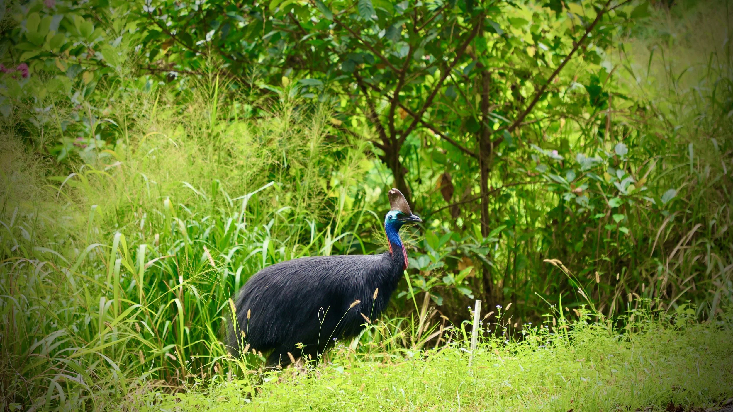 Cassowary at Etty Bay, QLD