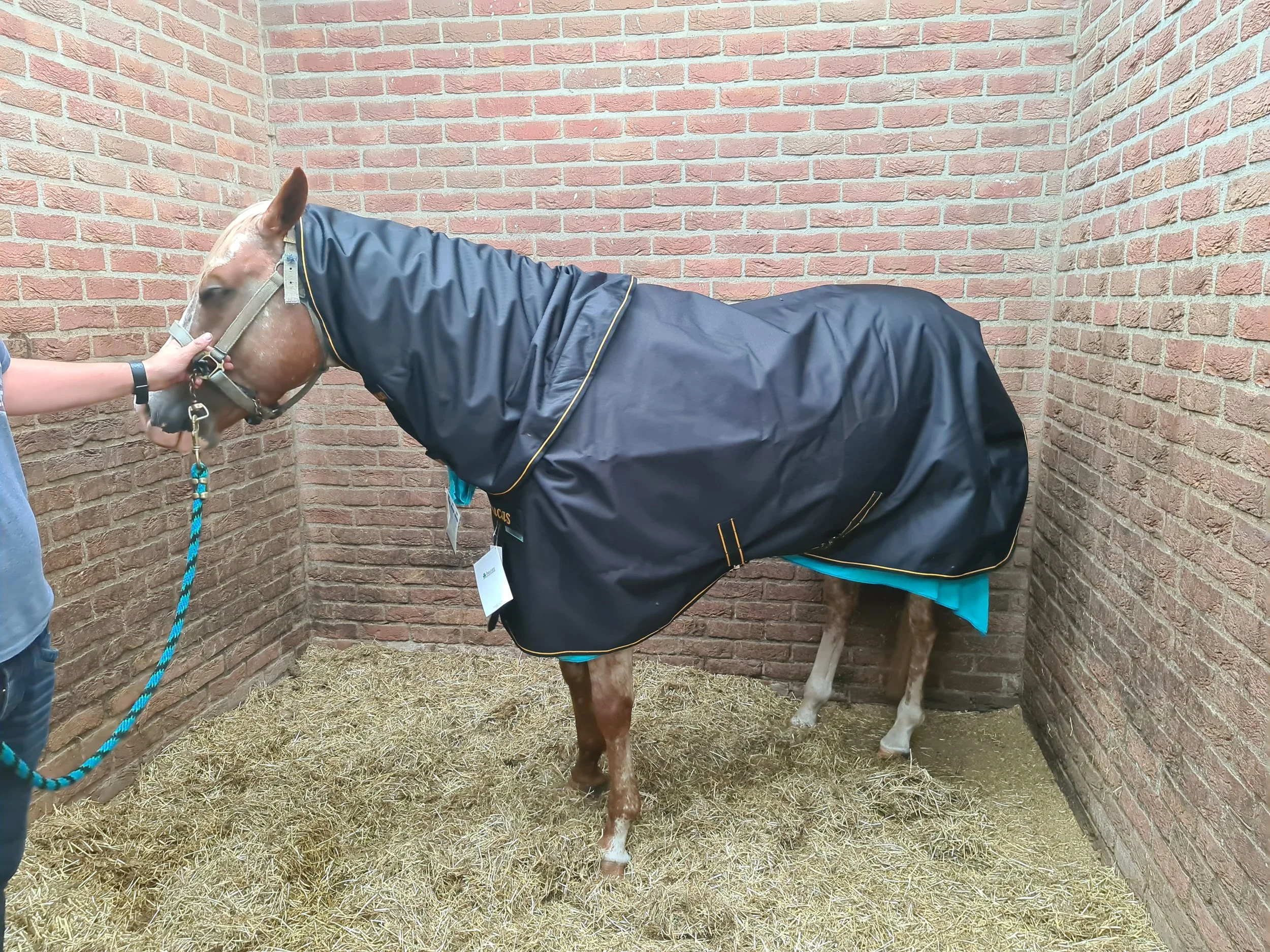 paard met nieuwe bucas bucas irish turnout extra zwart dekenwasserij wassen repareren