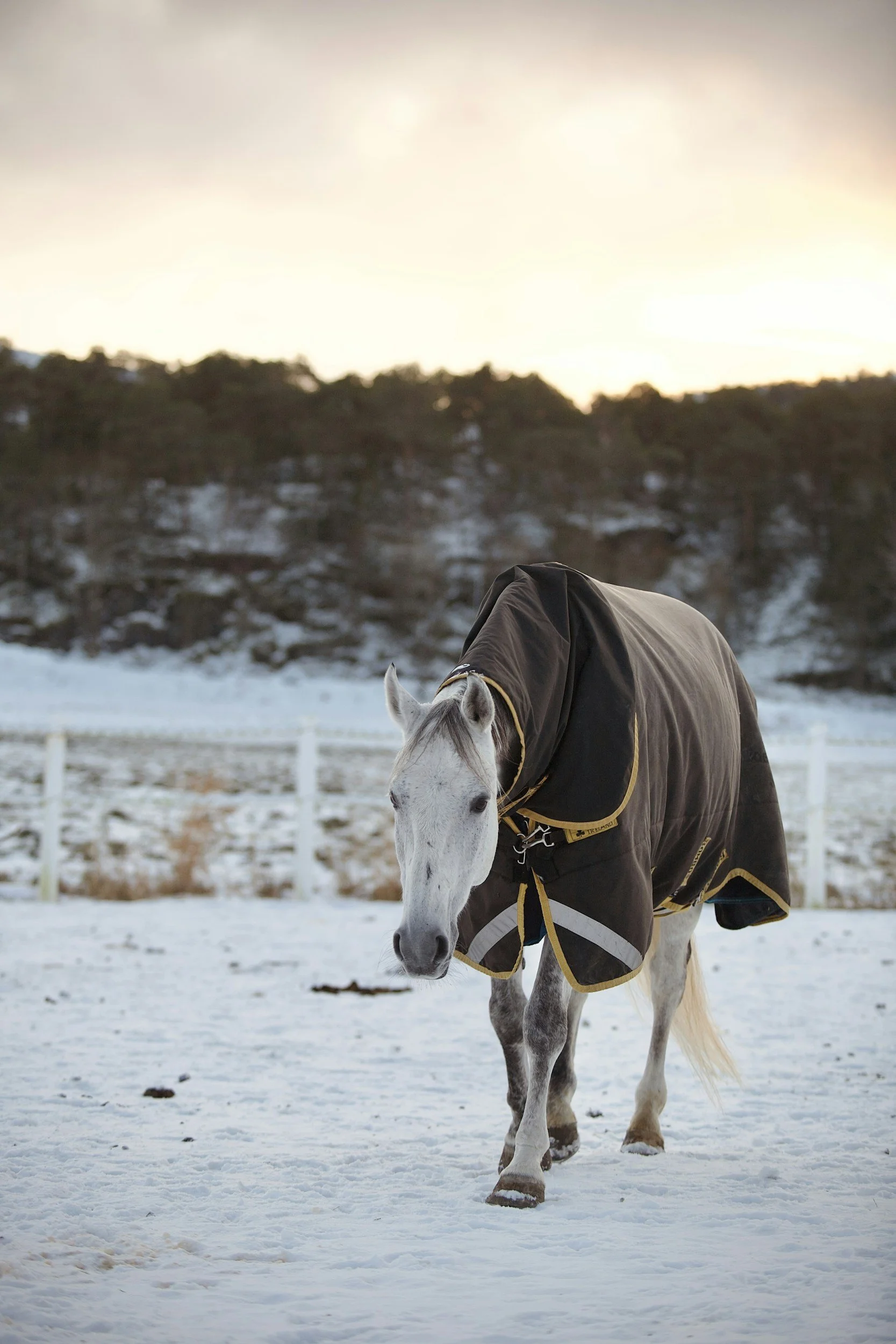witte paard met deken horseware  zwart jas rand, wassen repareren ponydeken