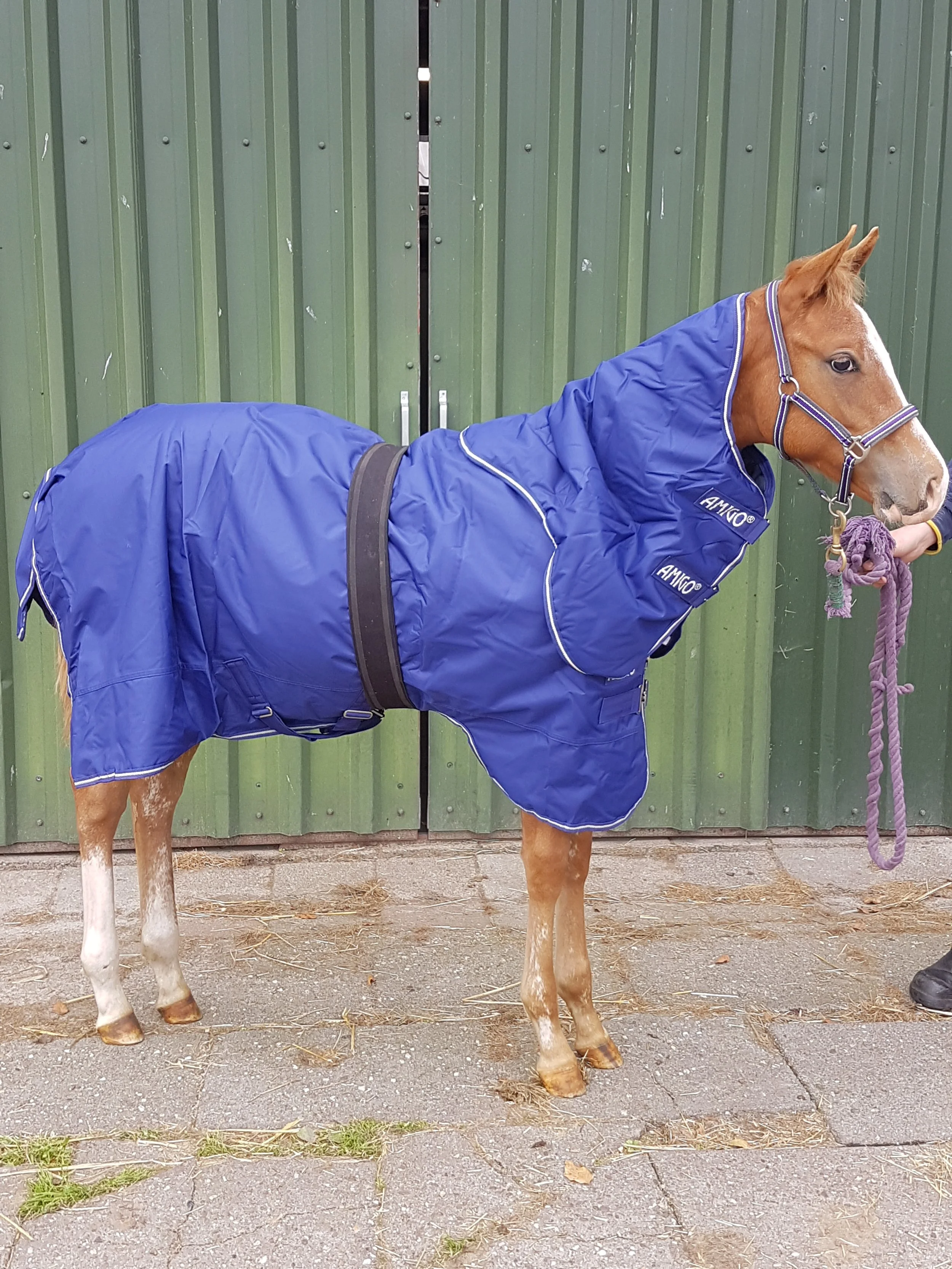 paarden deken blauw dekenwasserij Langelo amigo pony Appaloosa