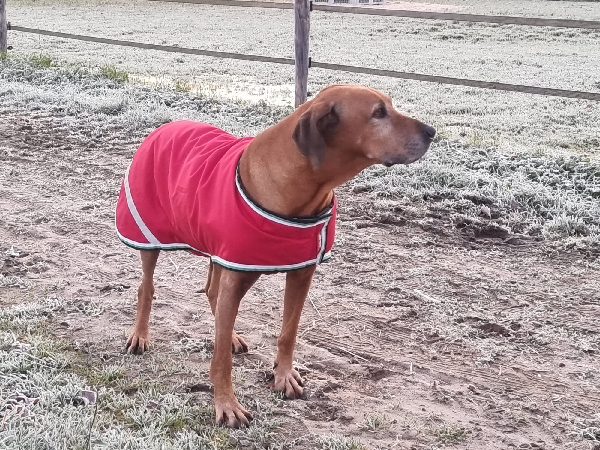 hond met rode regen jas wassen hondenjas wasserij dekenwasserij