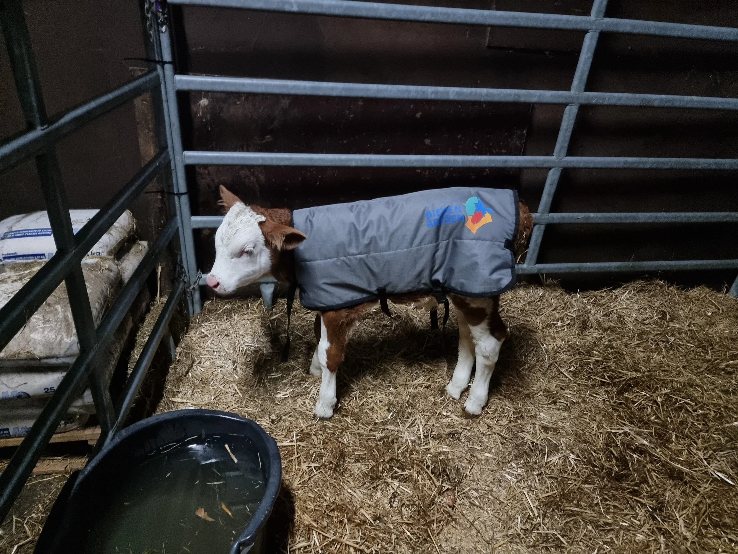 fleckvieh kalf met dekje kalverdekje deken wasserij dekje jasje dekenwasserij Langelo Drenthe