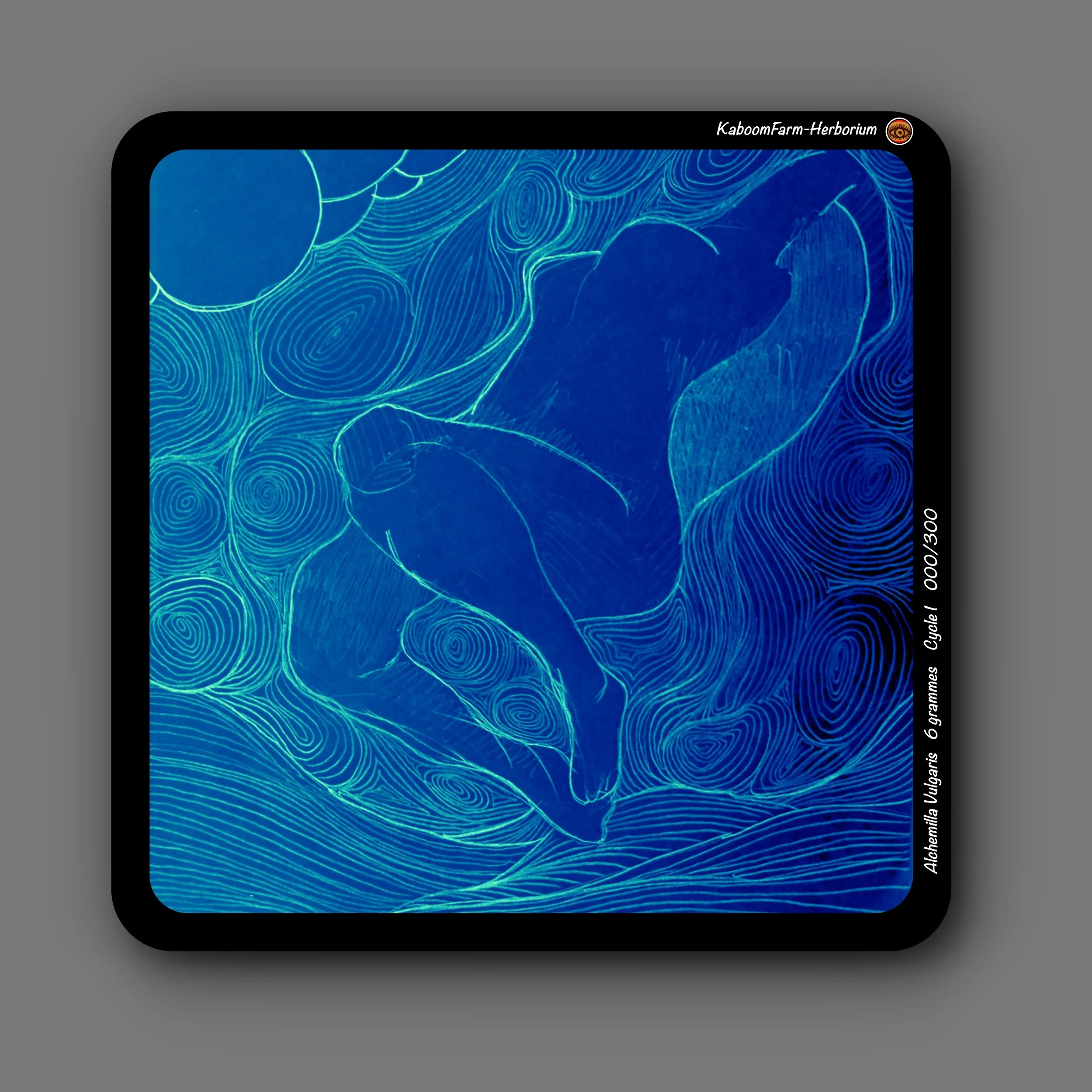 ALCHÉMILLE (Alchemilla Vulgaris)