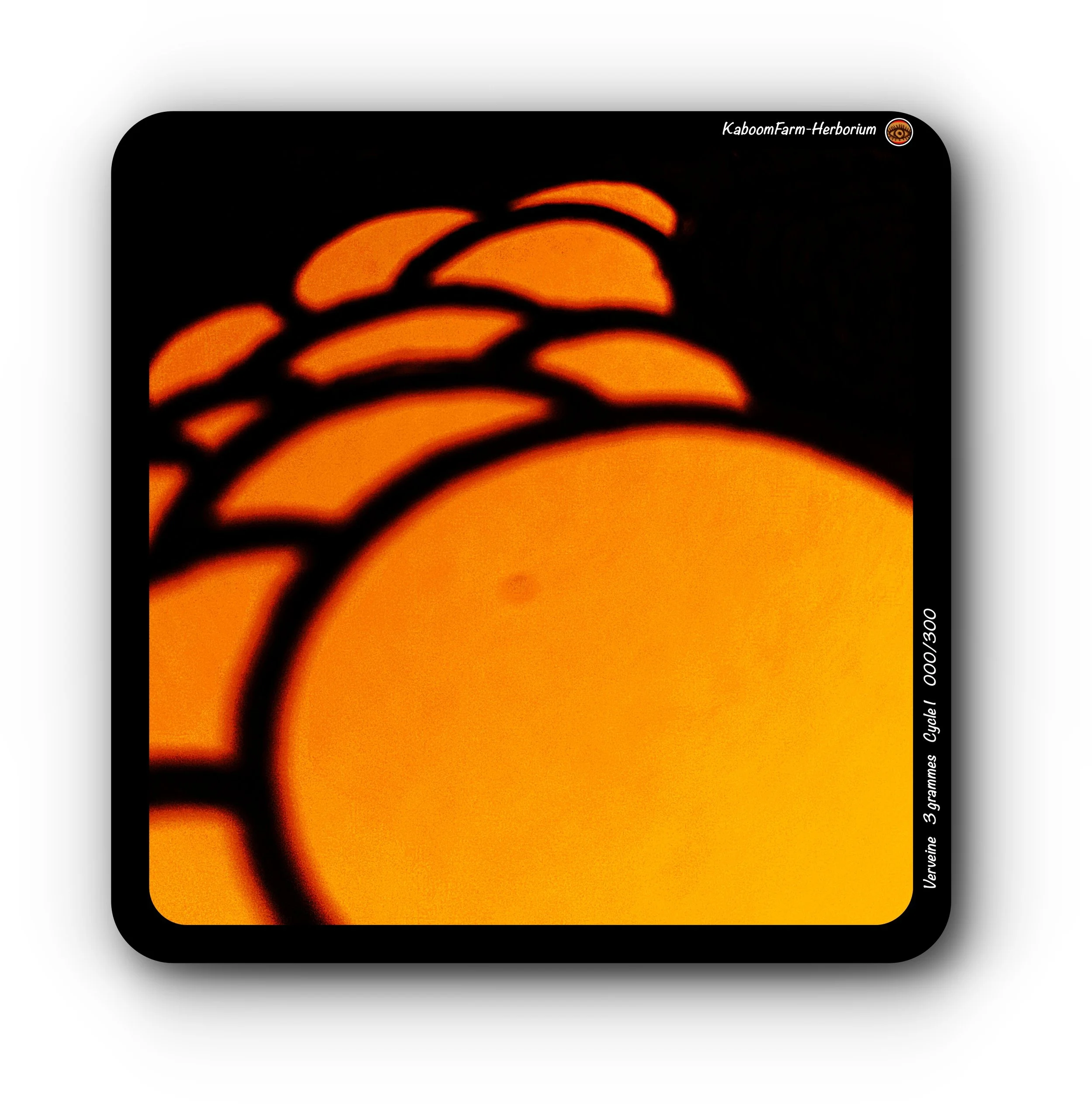 PURPLE VERBENA (Verveine)