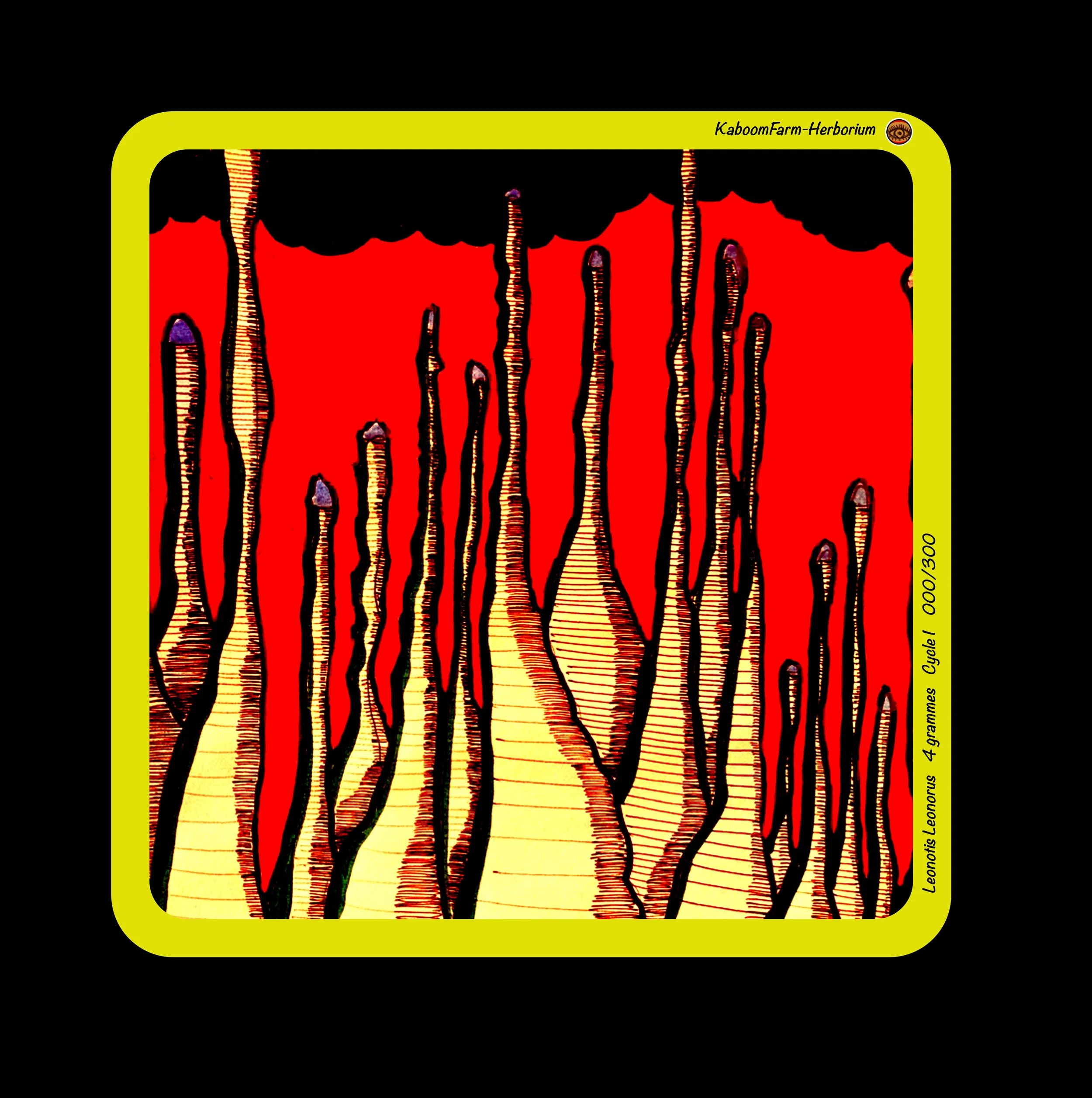 LION'S TAIL FLOWERS (Leonotis Leonorus)