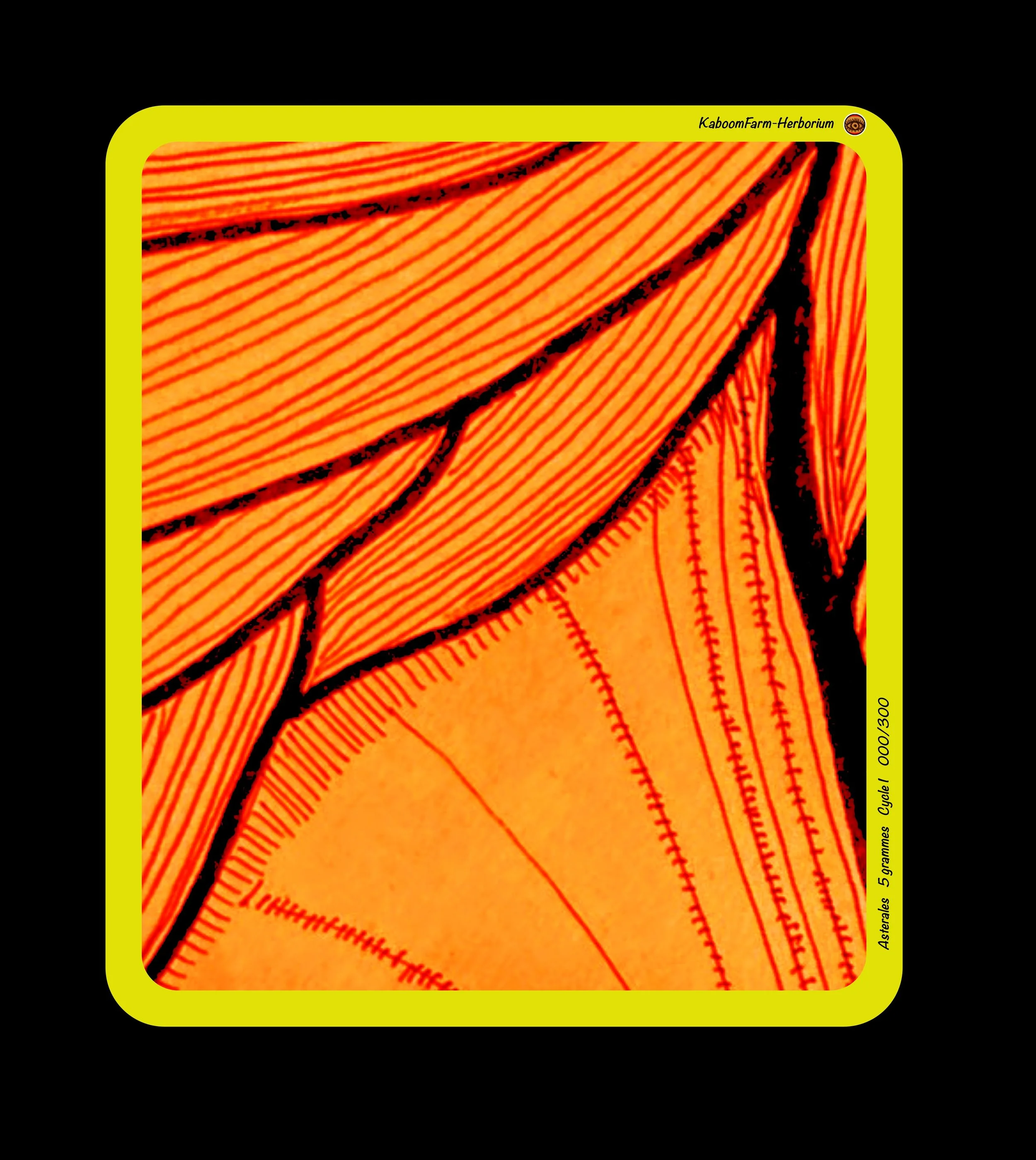 RED PLAINS ZINNIA (Asterales)