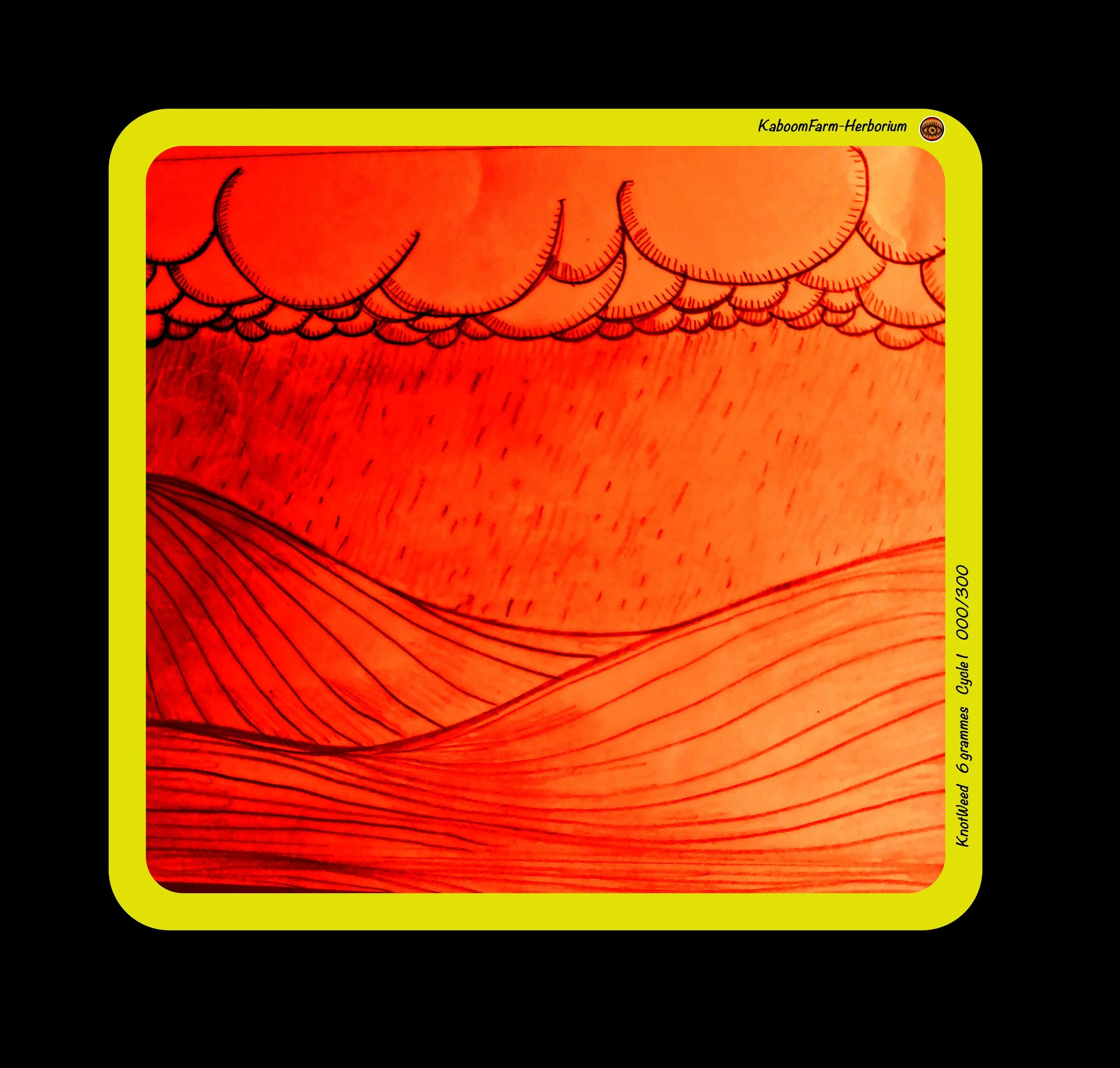 RENOUÉE GRIMPANTE (KnotWeed)