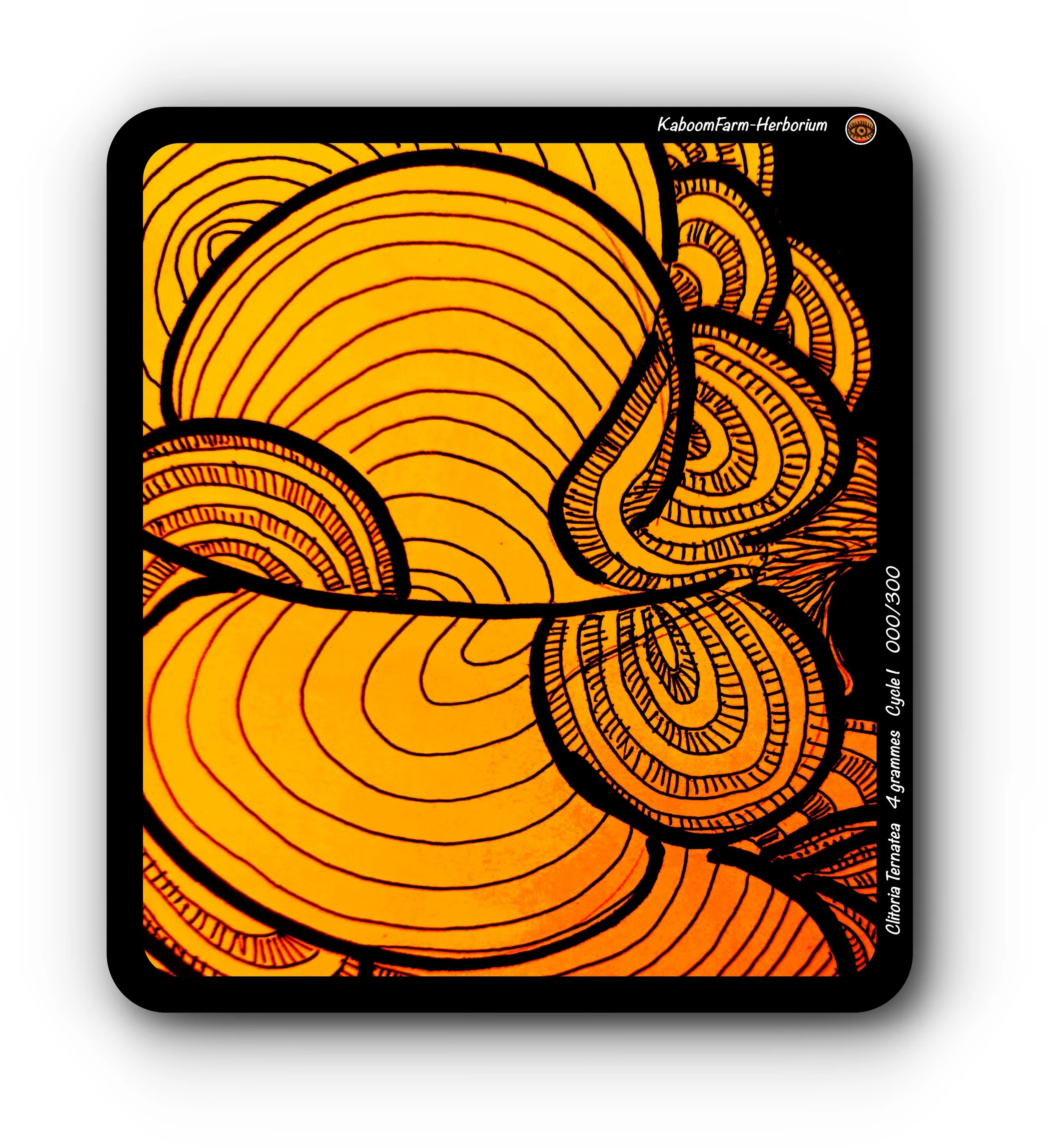 BLOOMING BUTTERFLY PEA (Clitoria Ternatea)